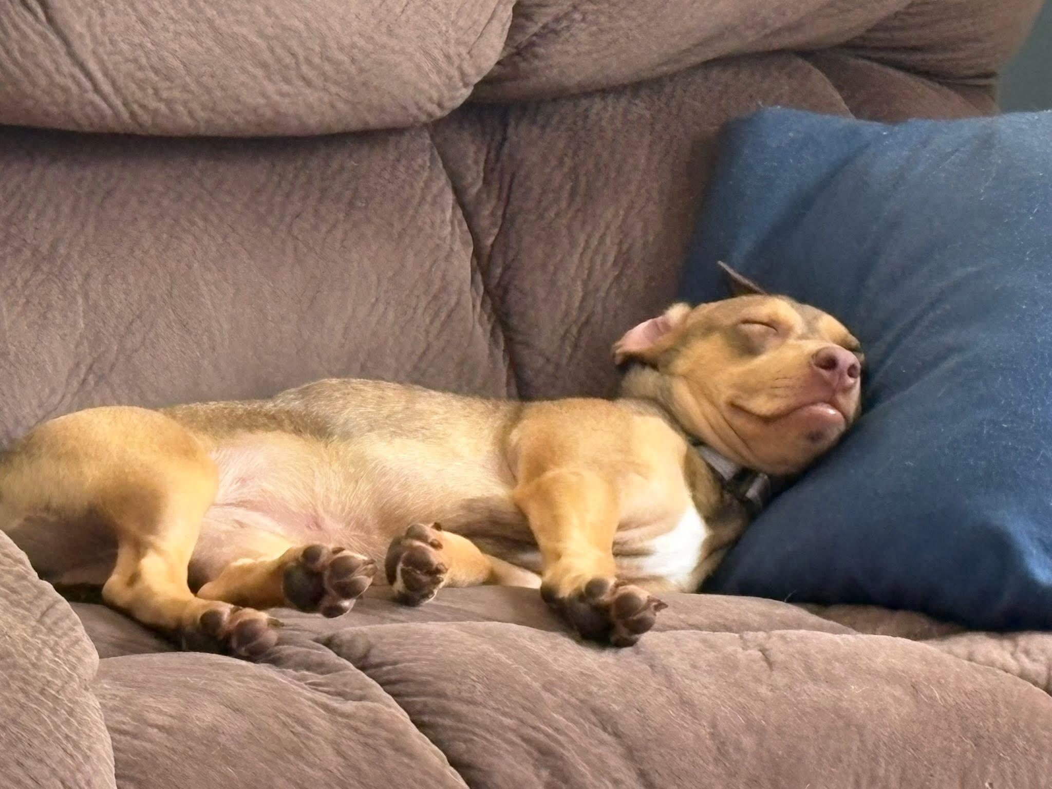 Opal, a Adoptable mixed breed in Collingswood, NJ image 6/6