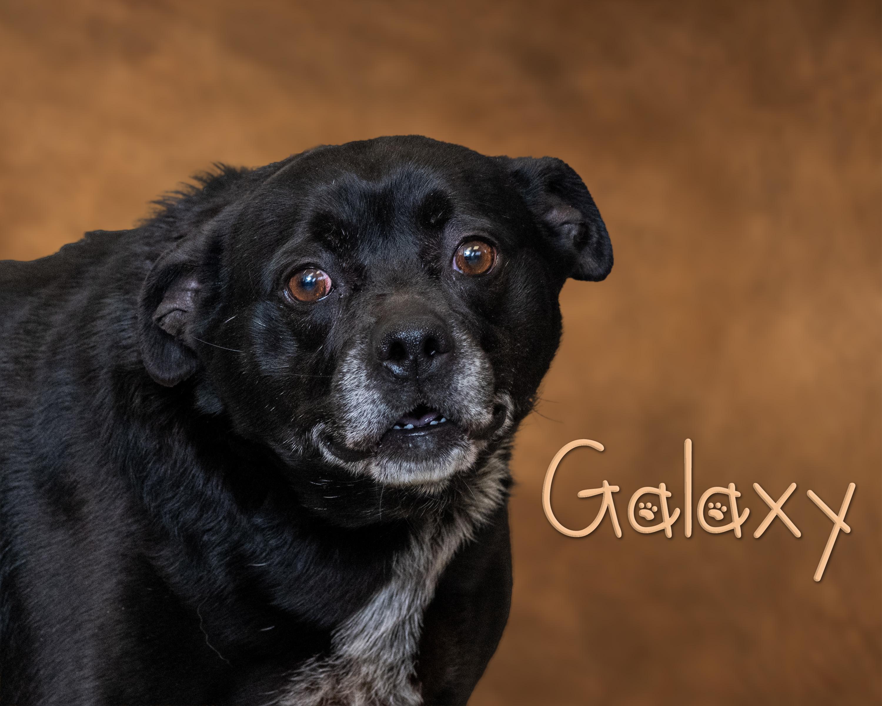 Galaxy, ADOPTABLE, Adult Female Terrier & Labrador Retriever.