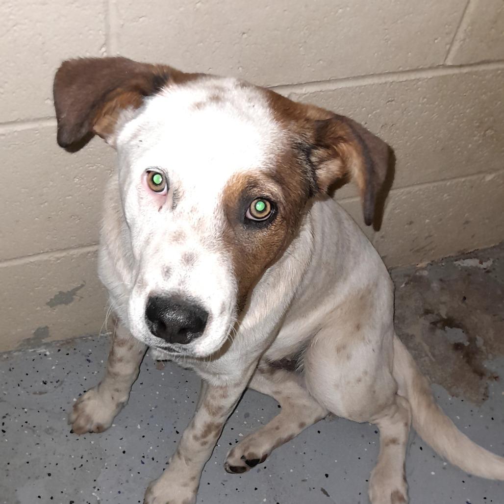 (COD) Spot, Adoptable, Puppy Male Hound & Mixed Breed.