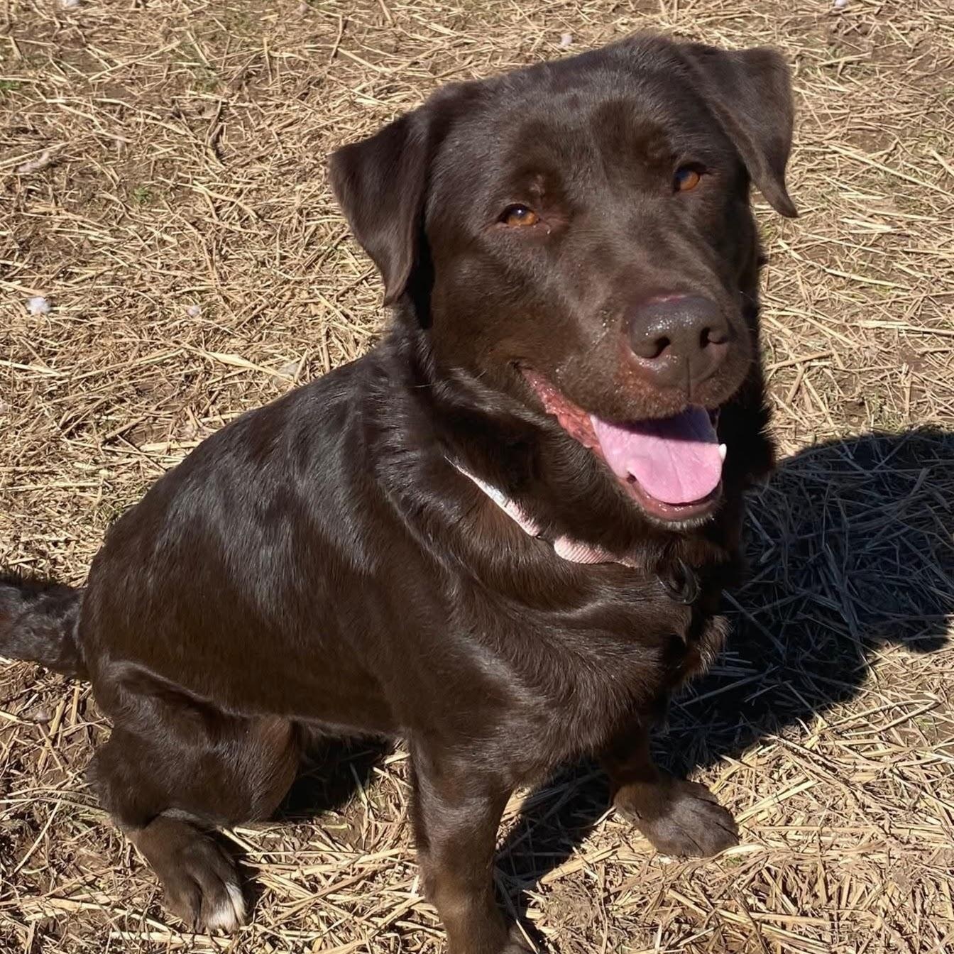 Enlarge Kona, an adoption pending Labrador Retriever in Syracuse, NY image 1/2