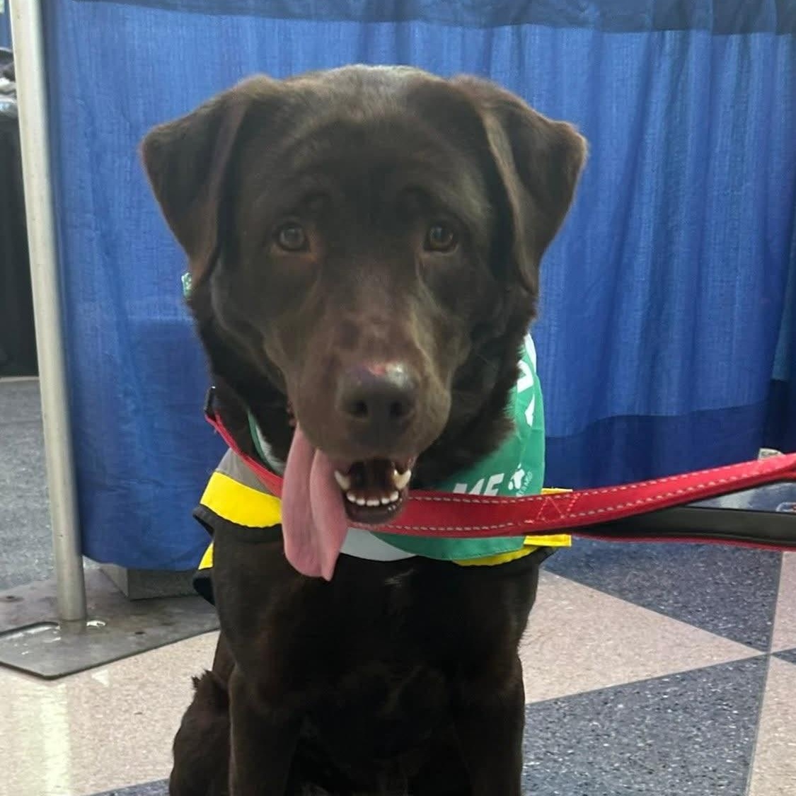 Enlarge Kona, an adoption pending Labrador Retriever in Syracuse, NY image 2/2