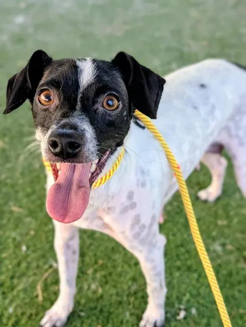 KC26-27, ADOPTABLE, Young Female Jack Russell Terrier.