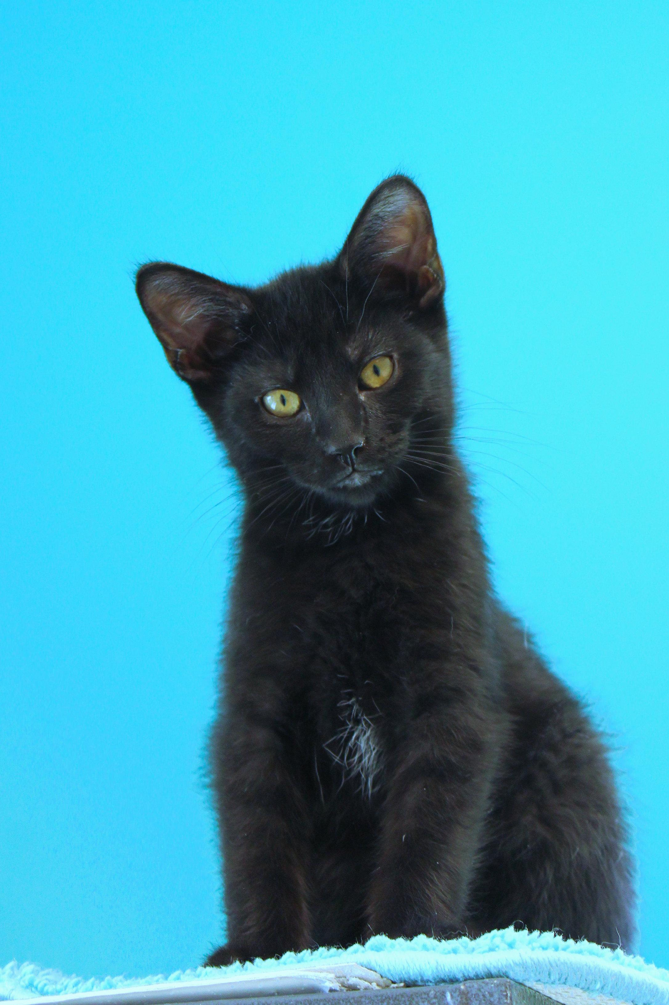 Enlarge Blackie, a ADOPTABLE mixed breed in Urbana, OH image 2/6