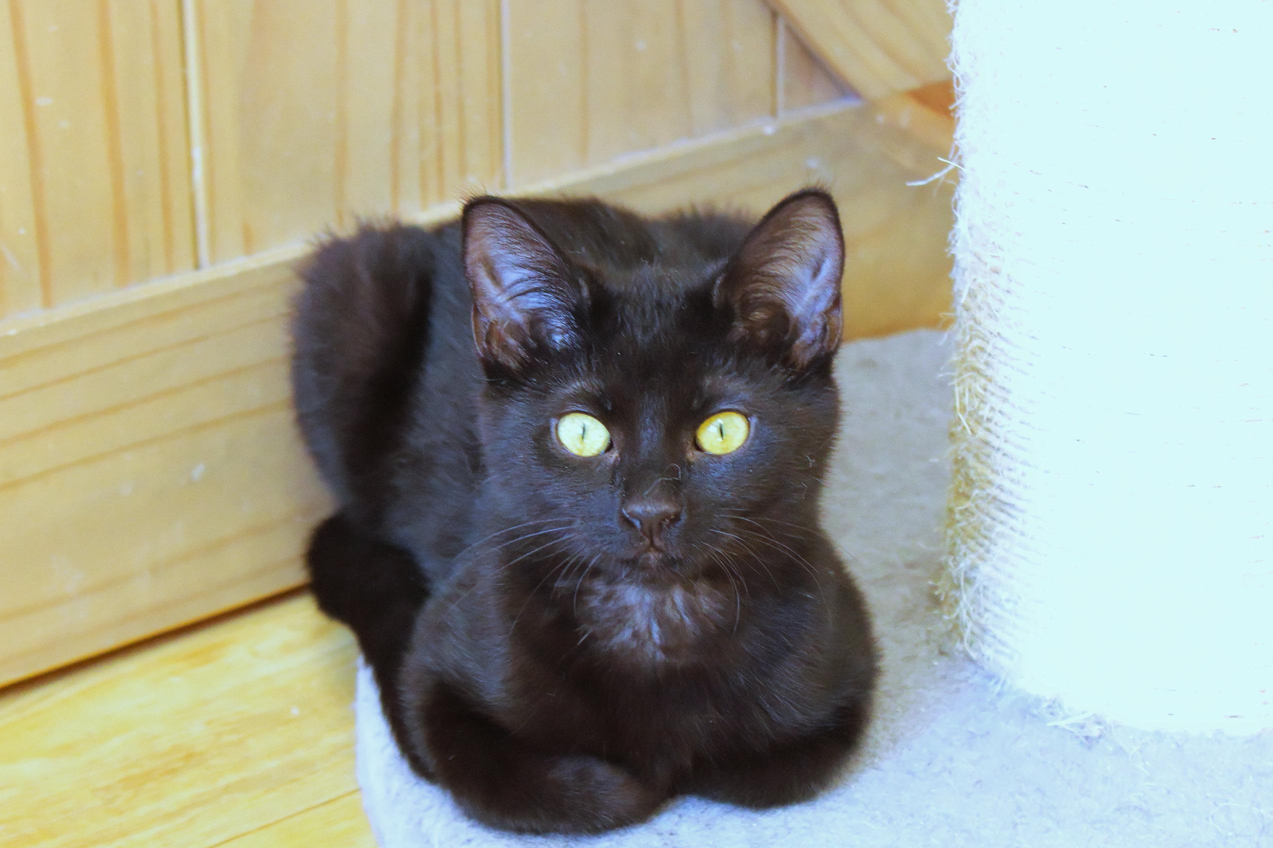 Enlarge Blackie, a ADOPTABLE mixed breed in Urbana, OH image 2/6