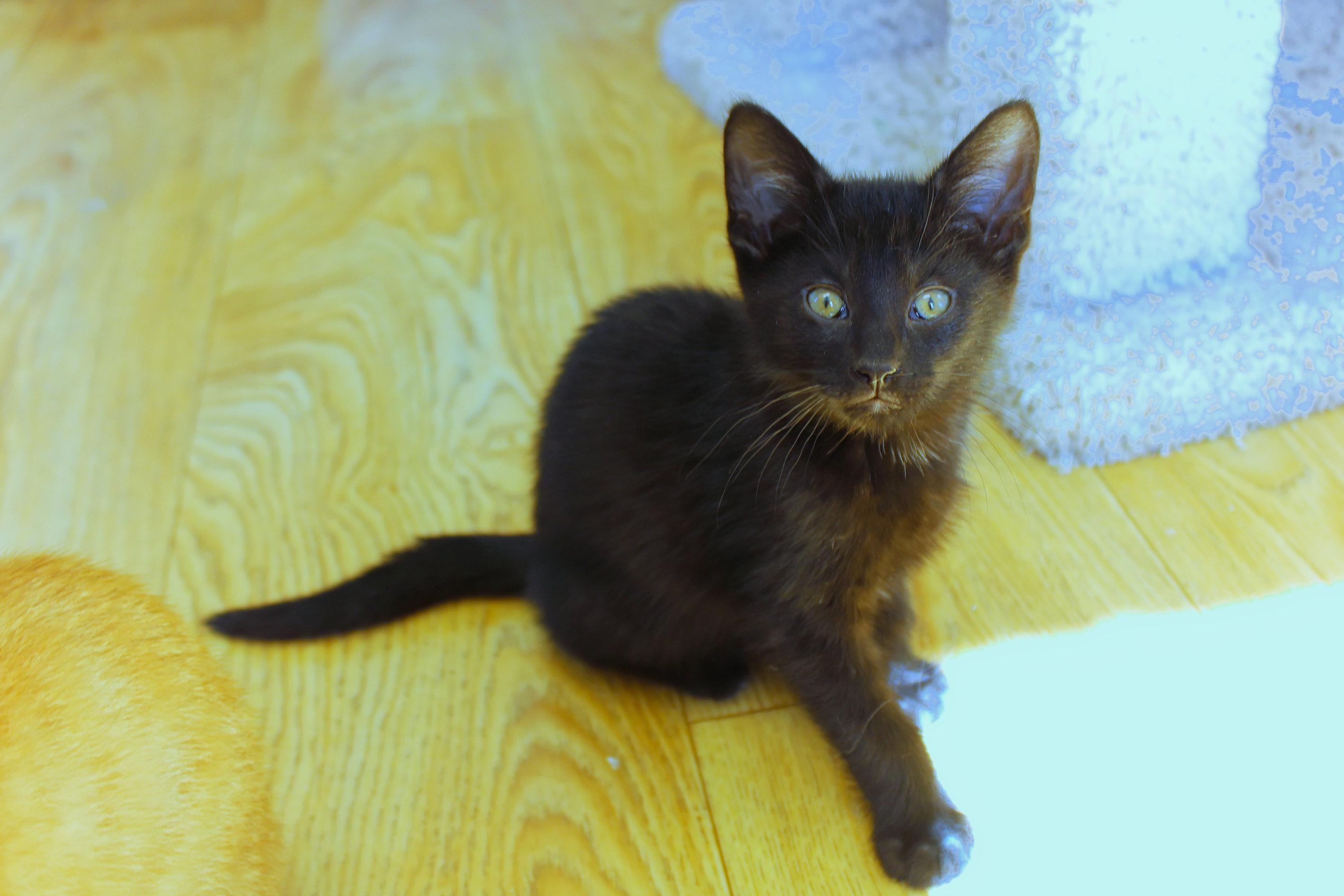 Enlarge Blackie, a ADOPTABLE mixed breed in Urbana, OH image 4/6