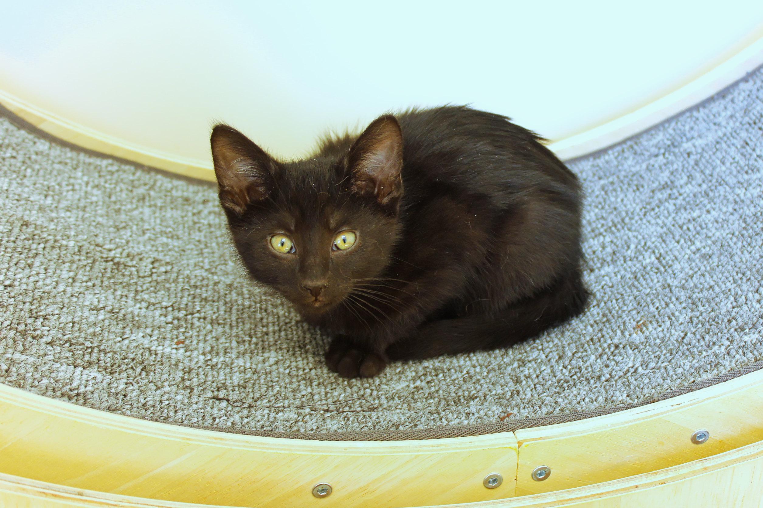 Enlarge Blackie, a ADOPTABLE mixed breed in Urbana, OH image 4/6