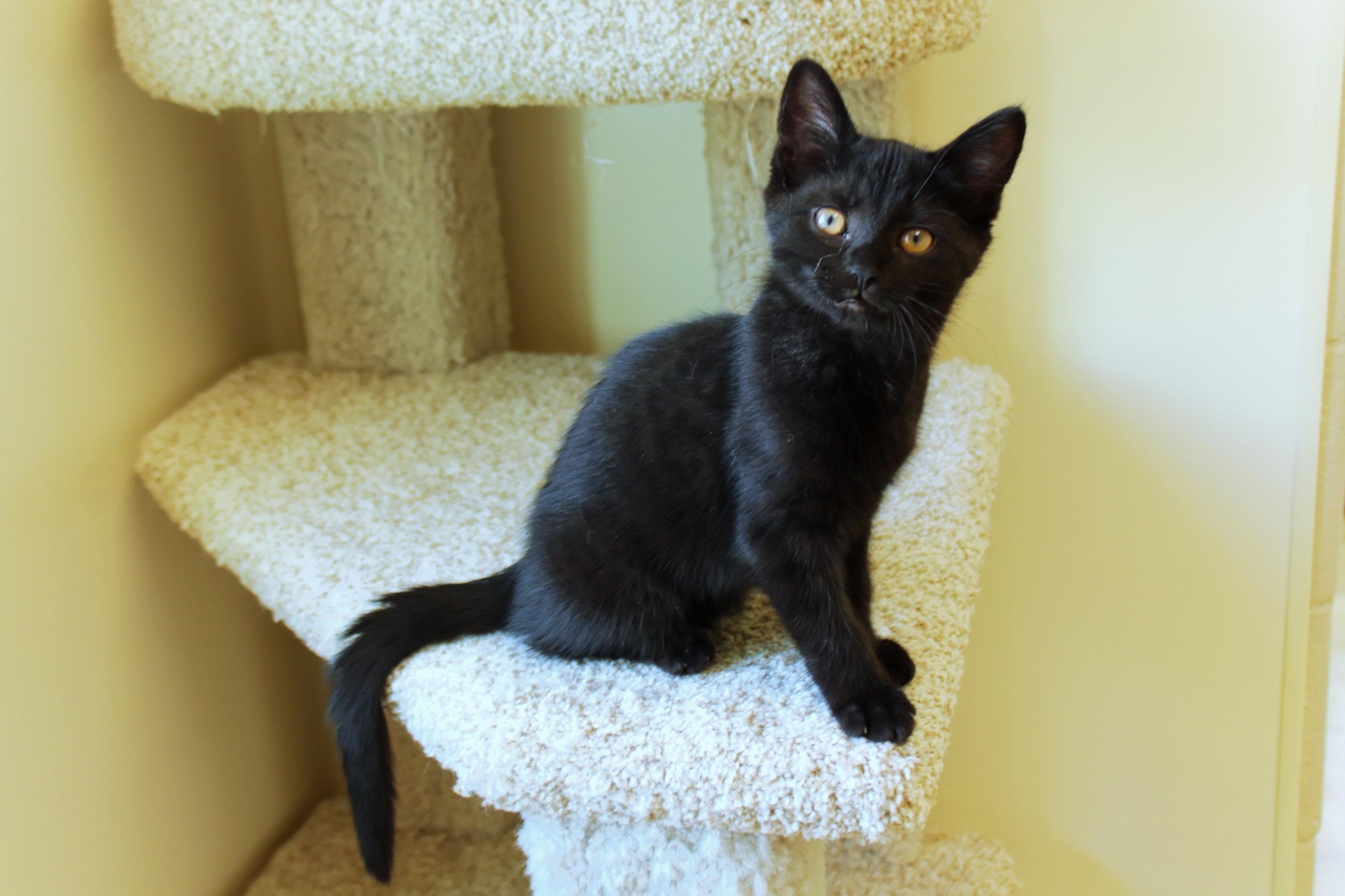 Enlarge Blackie, a ADOPTABLE mixed breed in Urbana, OH image 3/6