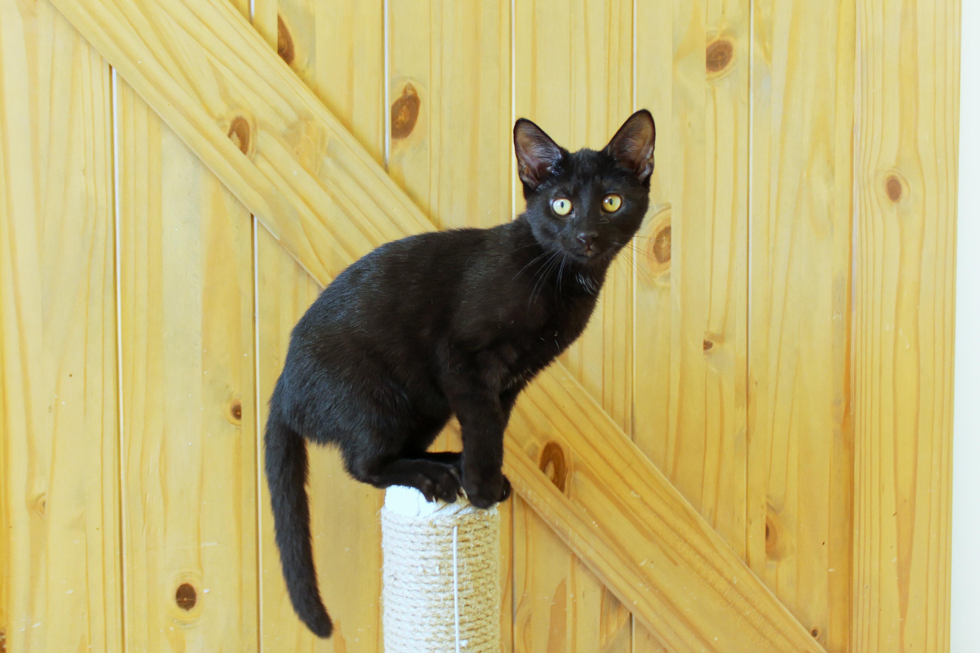 Enlarge Blackie, a ADOPTABLE mixed breed in Urbana, OH image 1/6