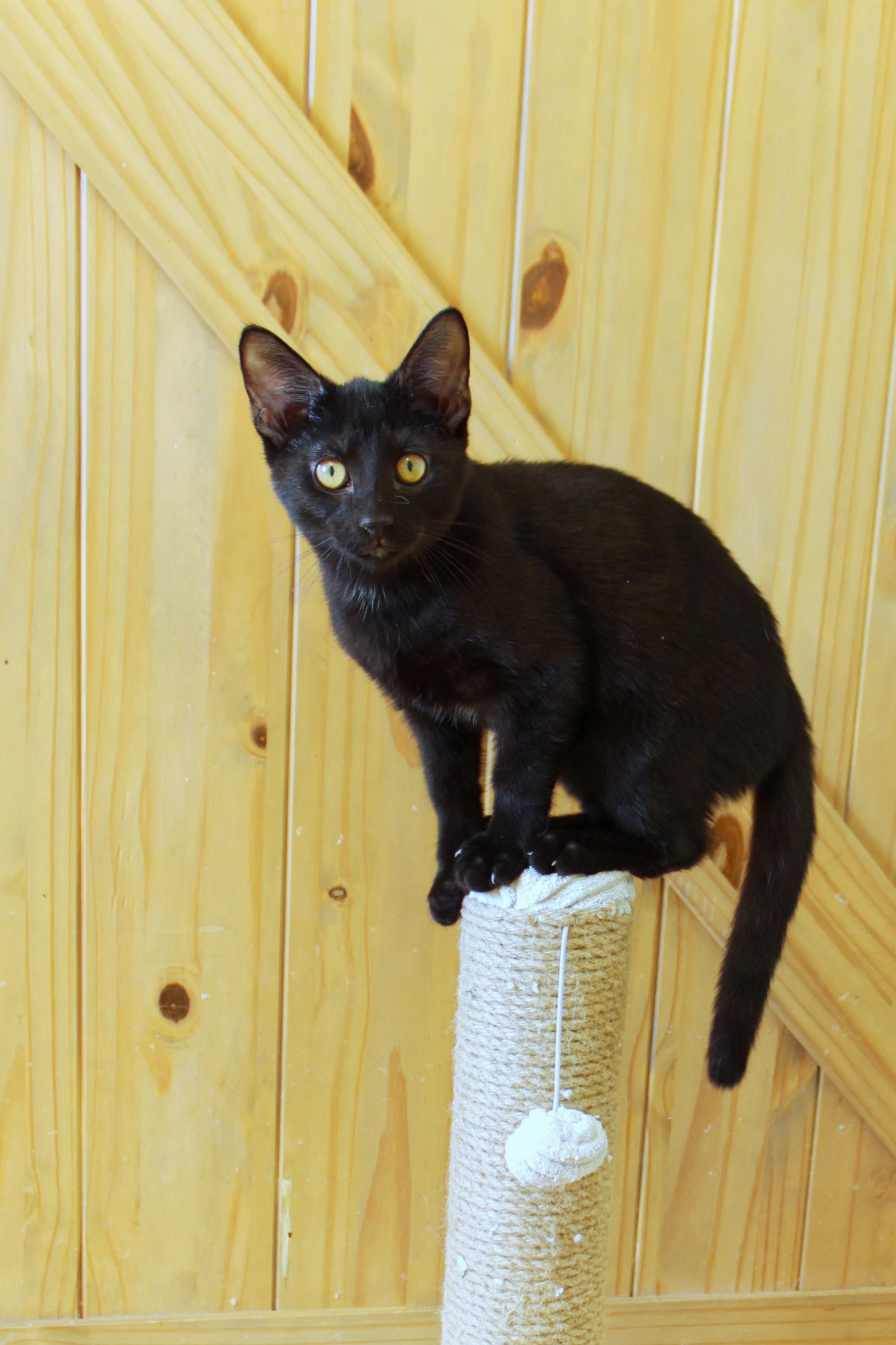 Enlarge Blackie, a ADOPTABLE mixed breed in Urbana, OH image 5/6