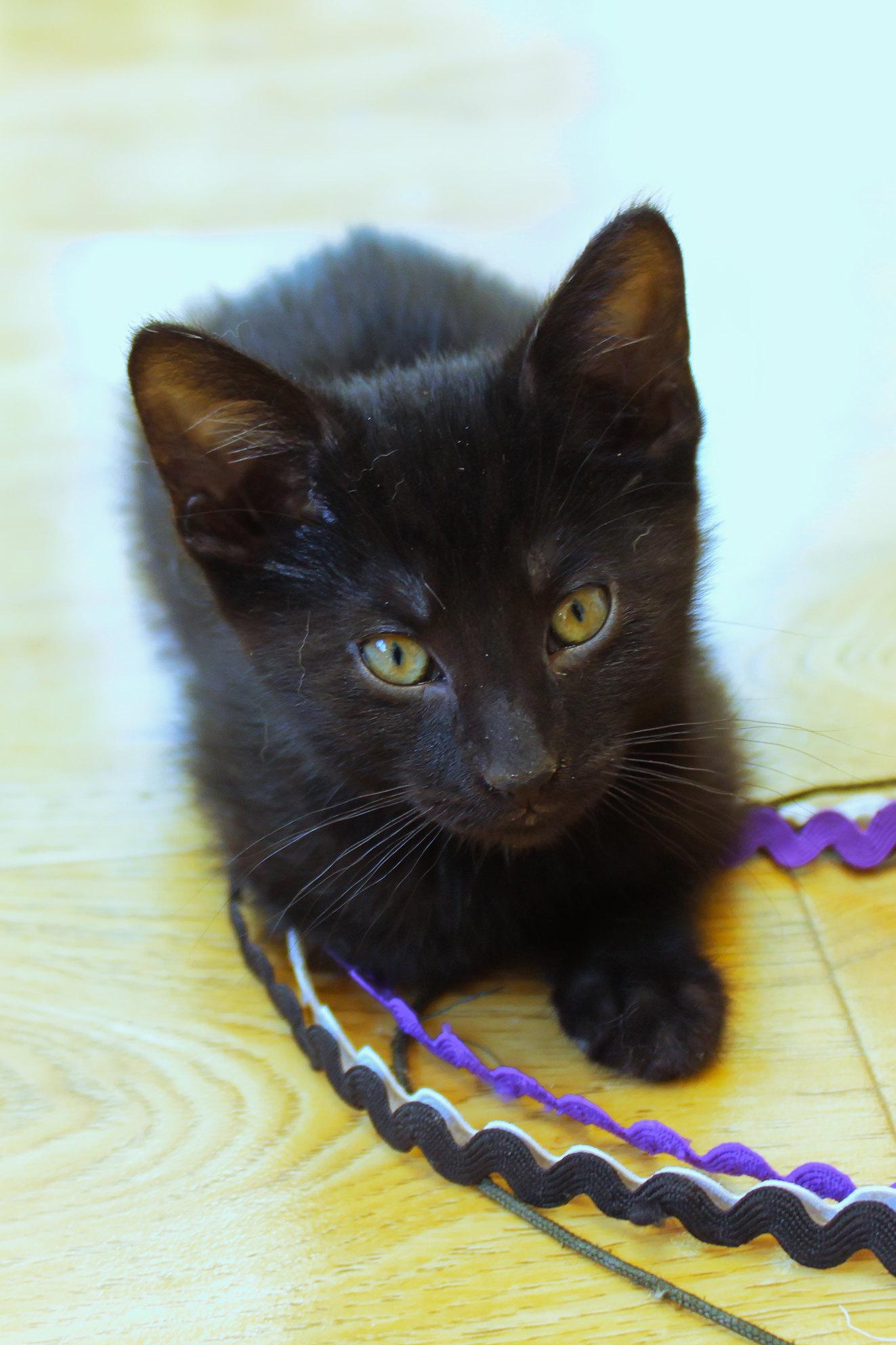 Enlarge Blackie, a ADOPTABLE mixed breed in Urbana, OH image 5/6
