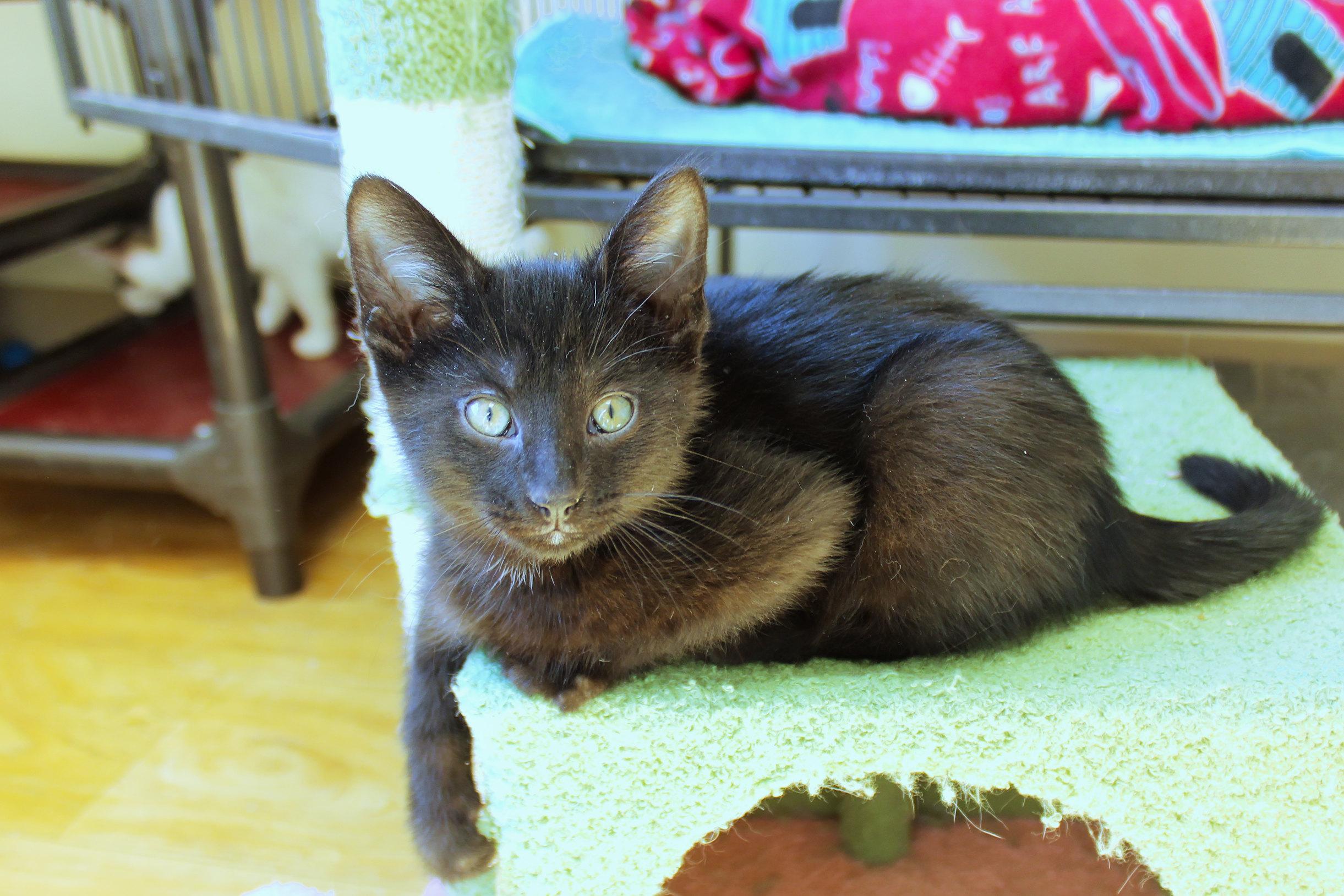 Enlarge Blackie, a ADOPTABLE mixed breed in Urbana, OH image 6/6