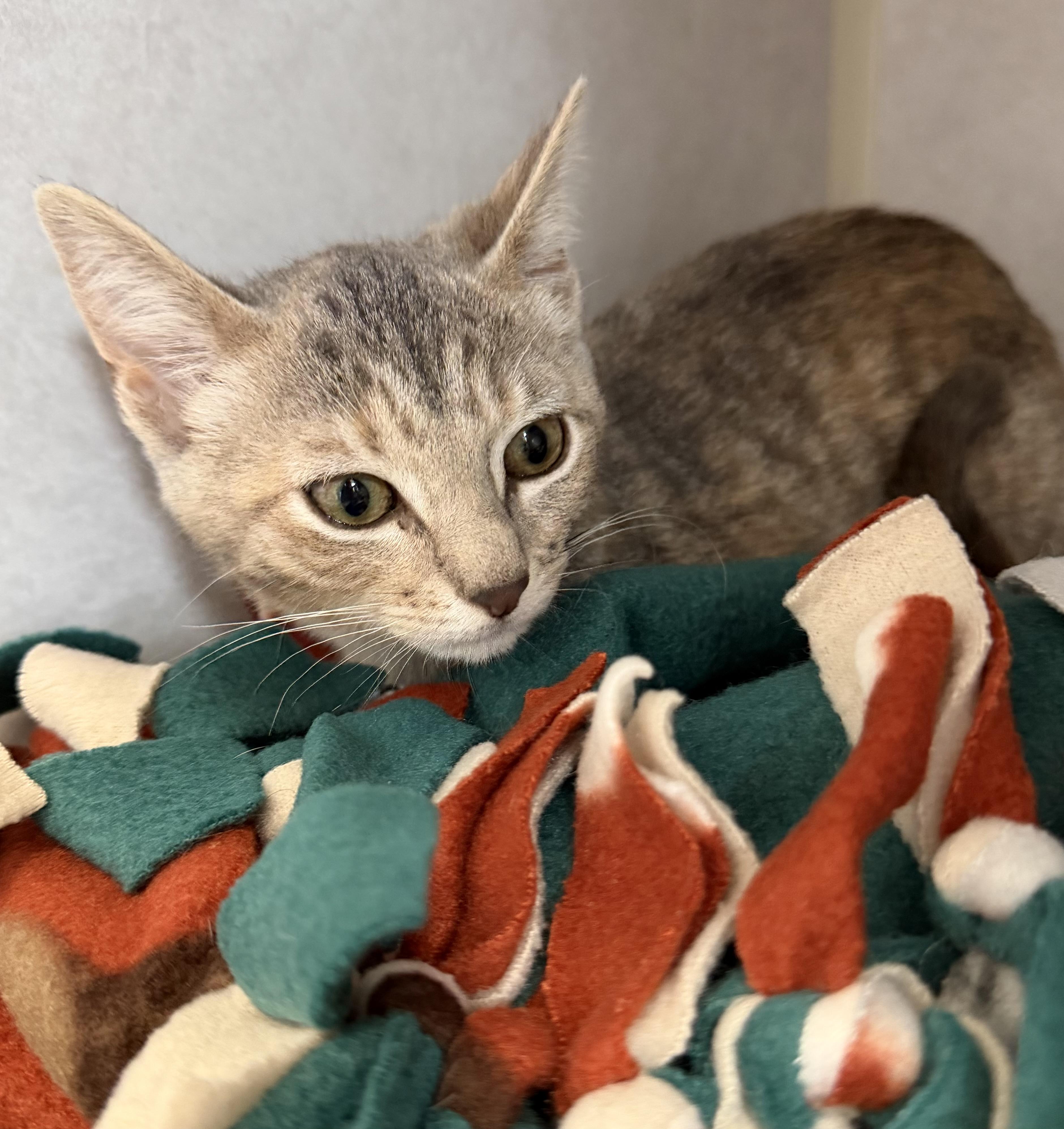 Enlarge Salami and Pastrami , an adopted mixed breed in Salem, NH image 6/6