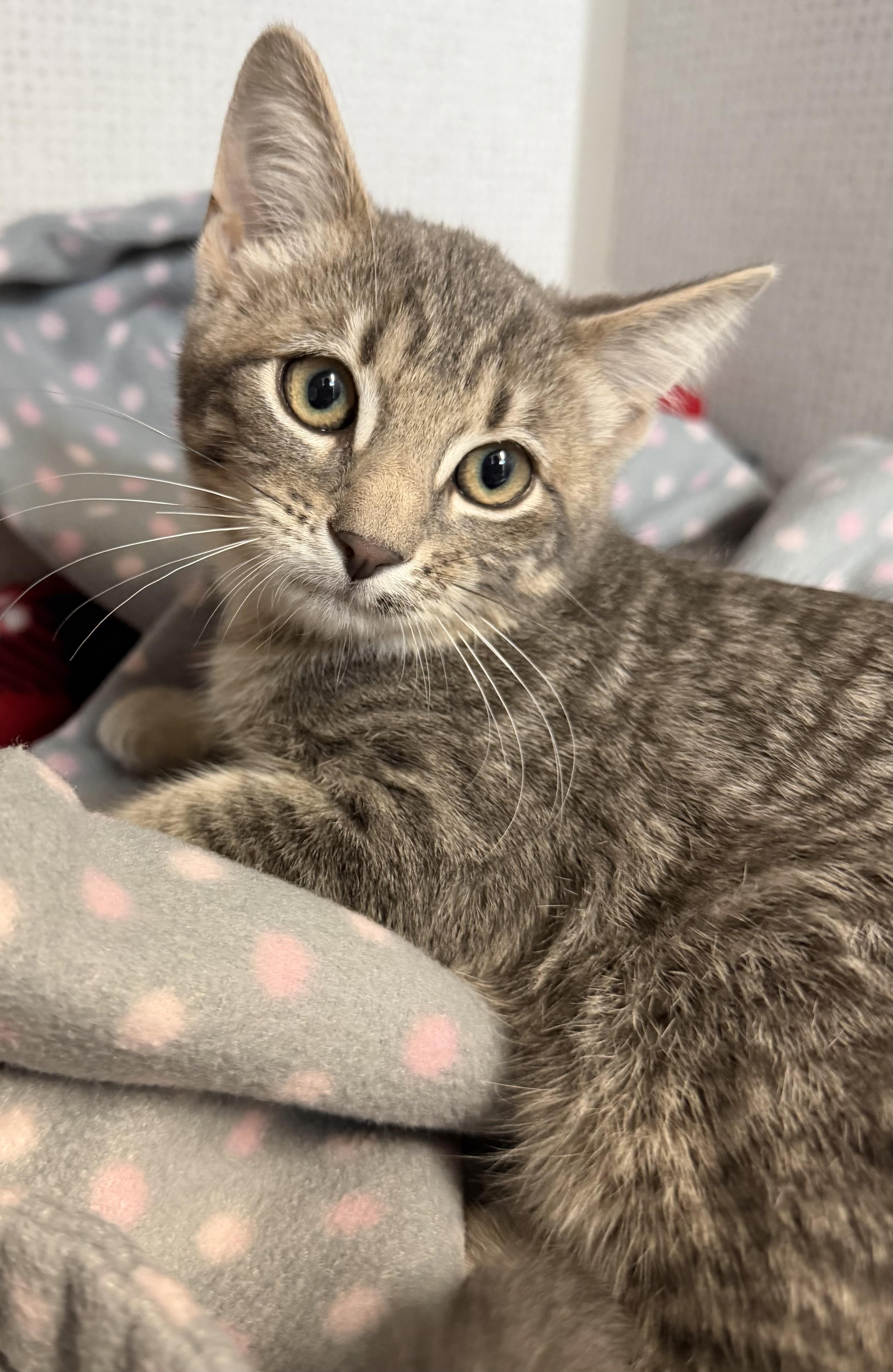 Salami and Pastrami , adopted, Kitten Male Domestic Short Hair.