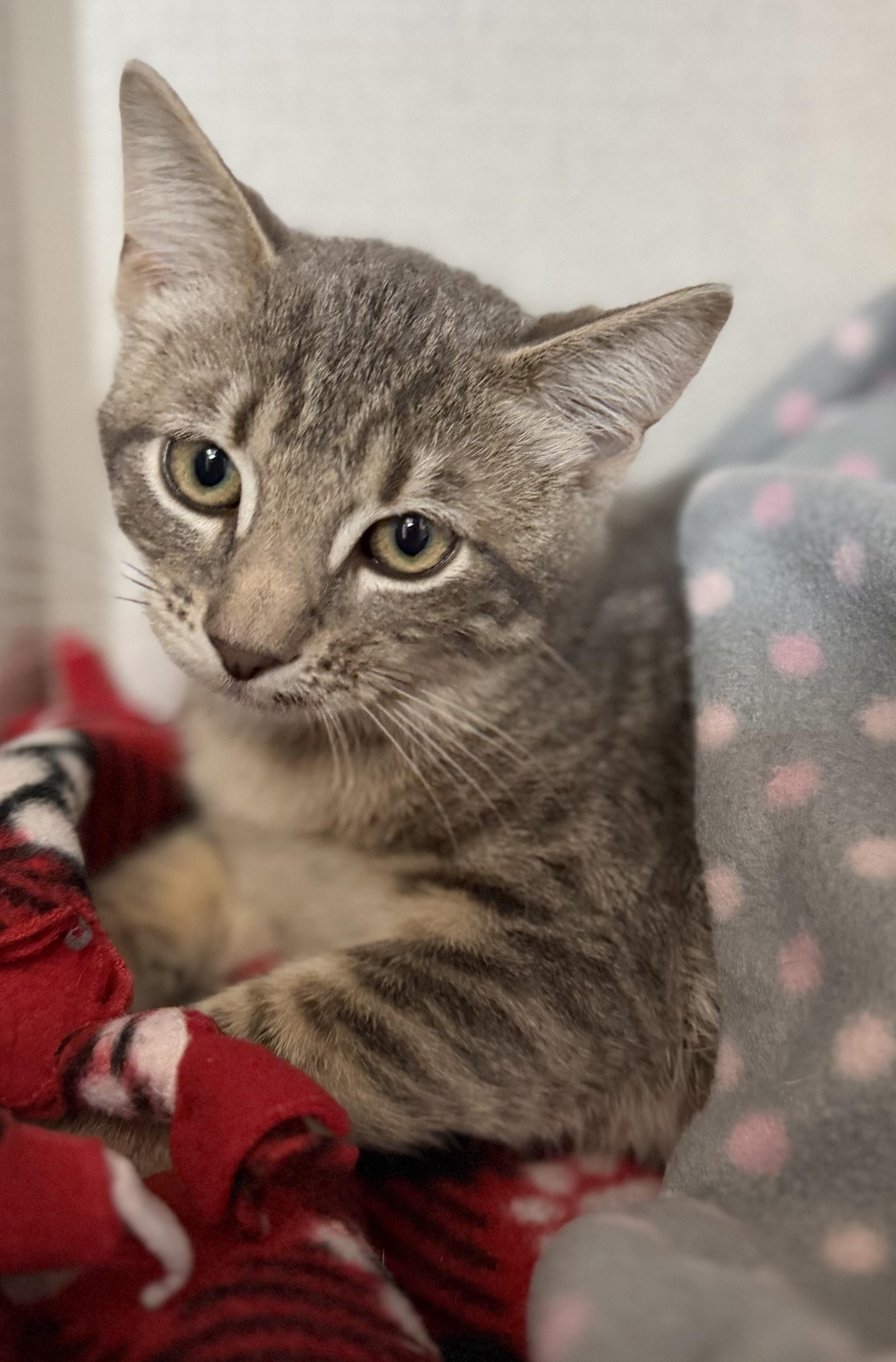 Enlarge Salami and Pastrami , an adopted mixed breed in Salem, NH image 5/6