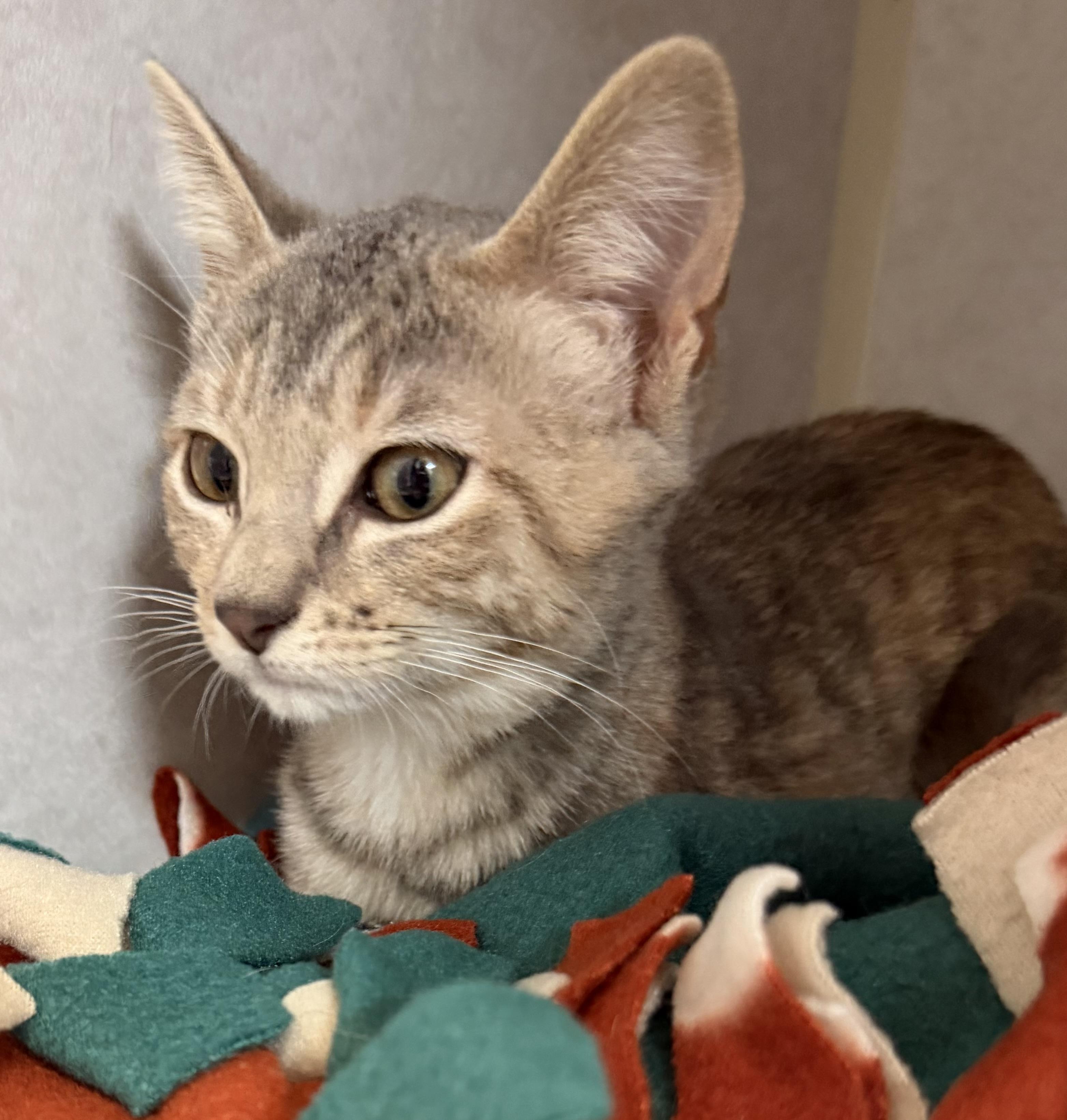 Enlarge Salami and Pastrami , an adopted mixed breed in Salem, NH image 4/6