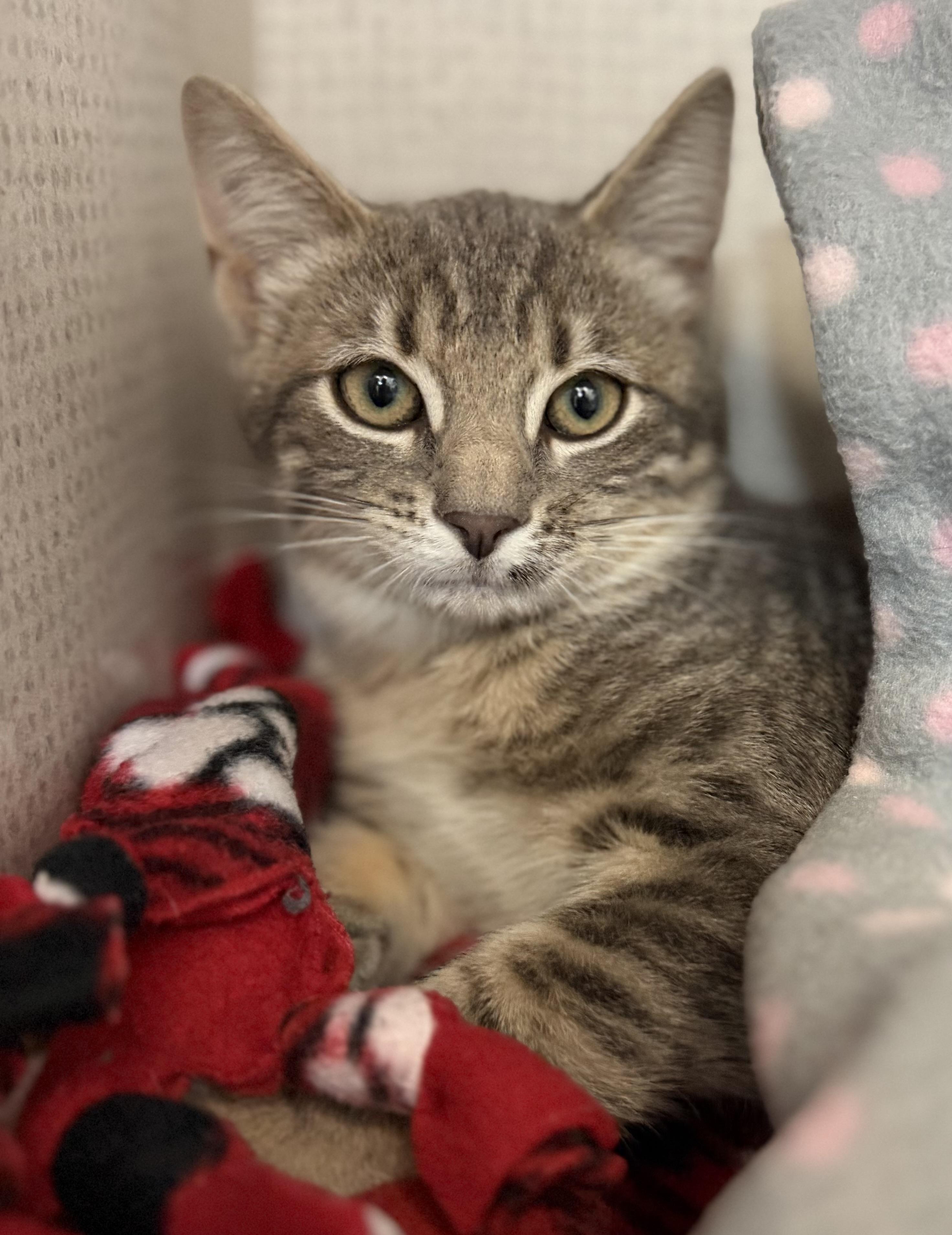 Enlarge Salami and Pastrami , an adopted mixed breed in Salem, NH image 3/6