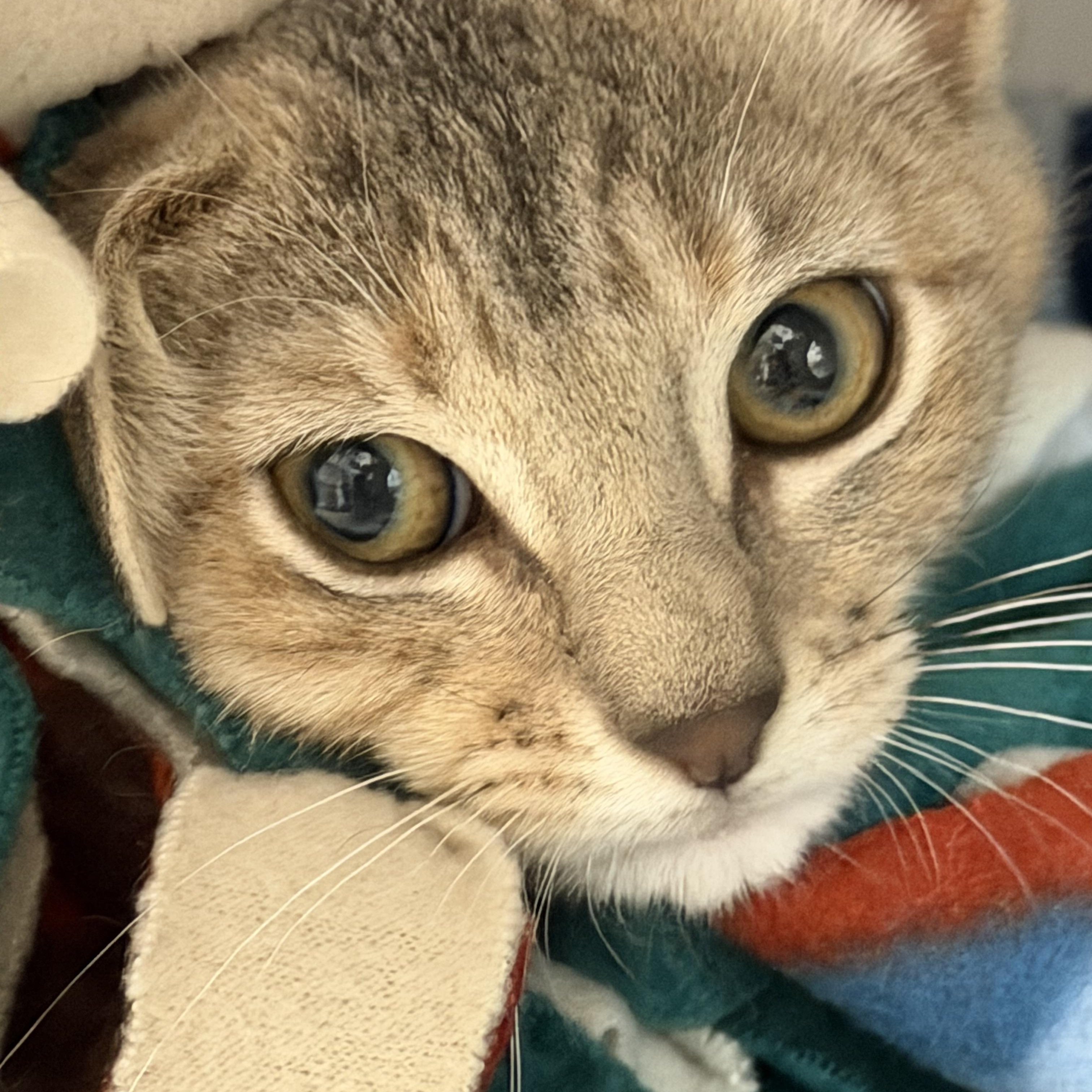 Enlarge Salami and Pastrami , an adopted mixed breed in Salem, NH image 2/6