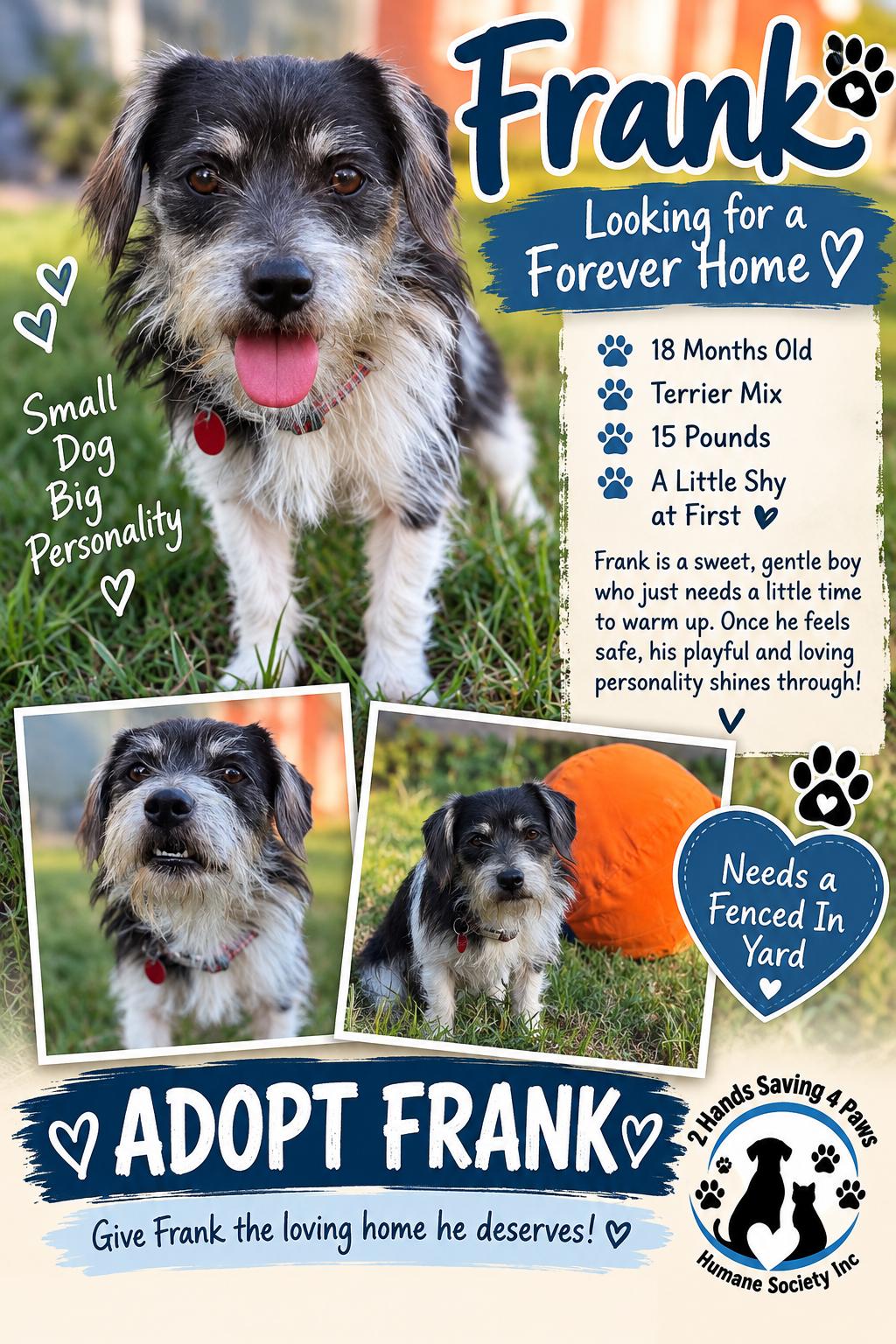 Frank, Adoptable, Young Male Wirehaired Terrier.
