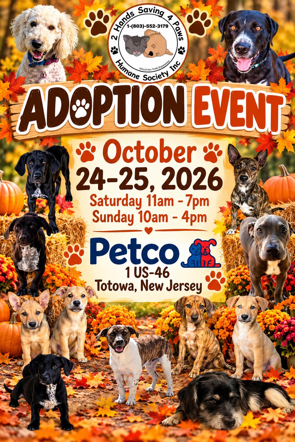 Enlarge Frank, a Adoptable Wirehaired Terrier in Totowa, NJ image 2/2