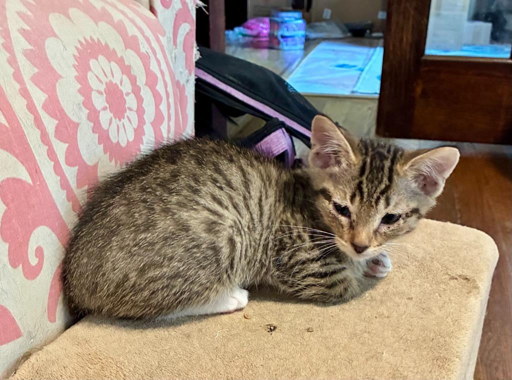 Enlarge Coop, a Adoptable Domestic Short Hair in Little Rock, AR image 1/1