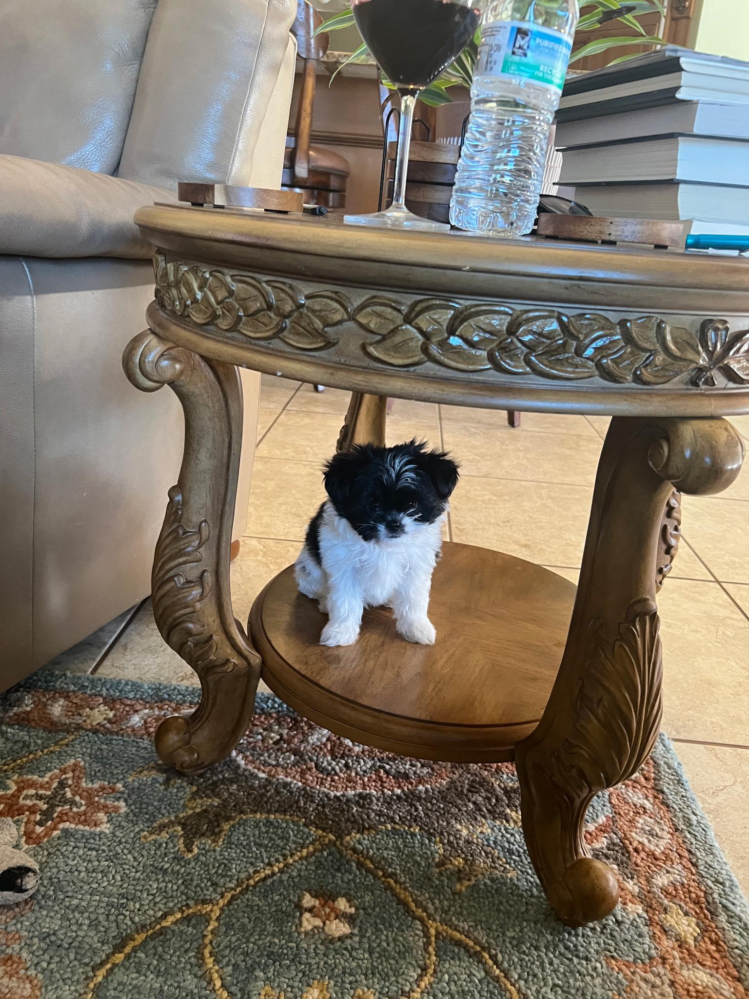 Coco, ADOPTABLE, Puppy Female Shih Tzu & Chihuahua.