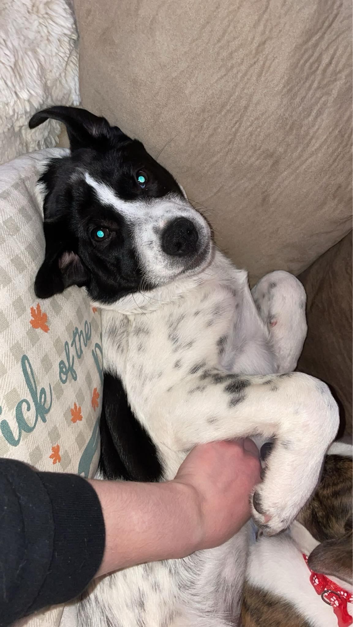 Luke, a Adoptable mixed breed in Duluth, MN image 1/3