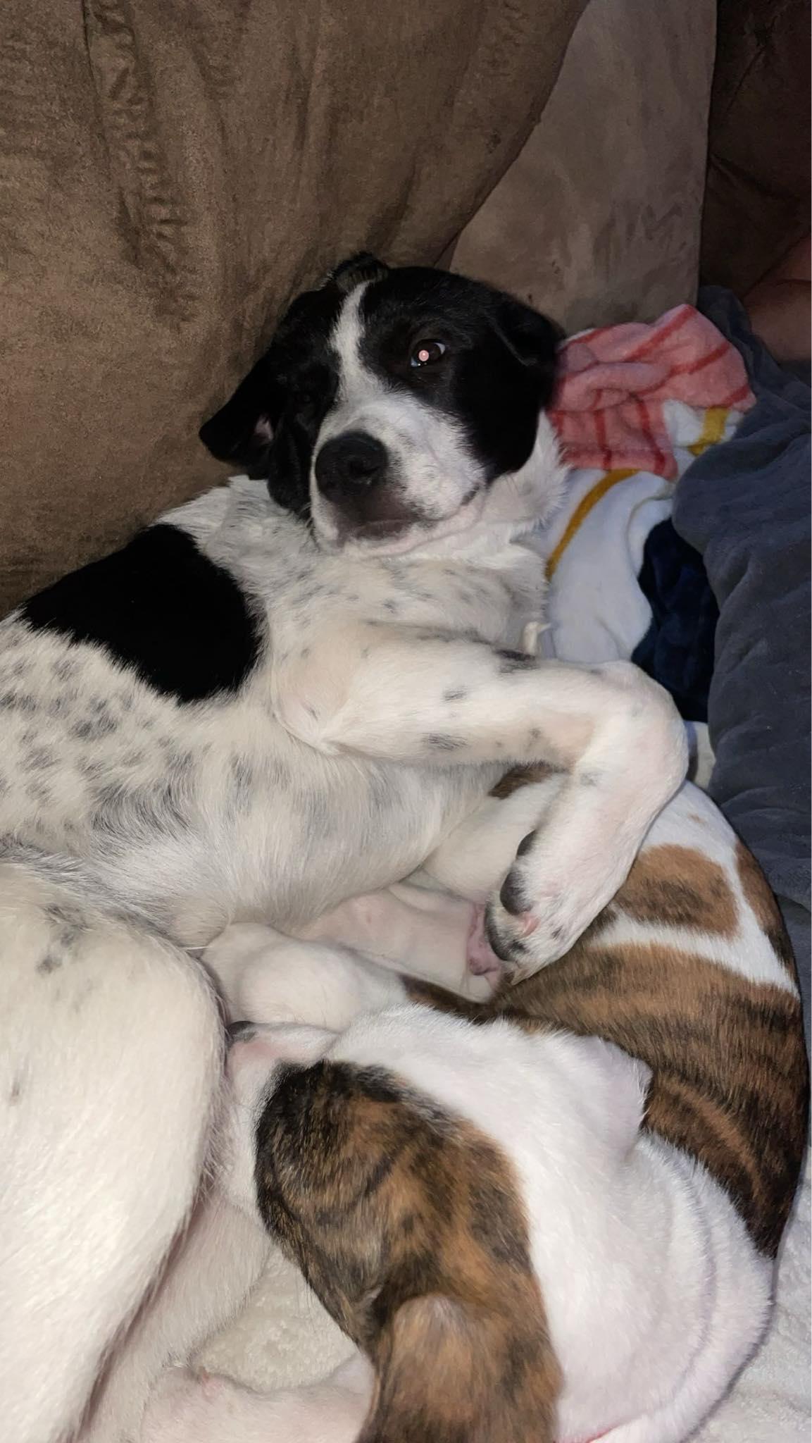 Luke, a Adoptable mixed breed in Duluth, MN image 2/3