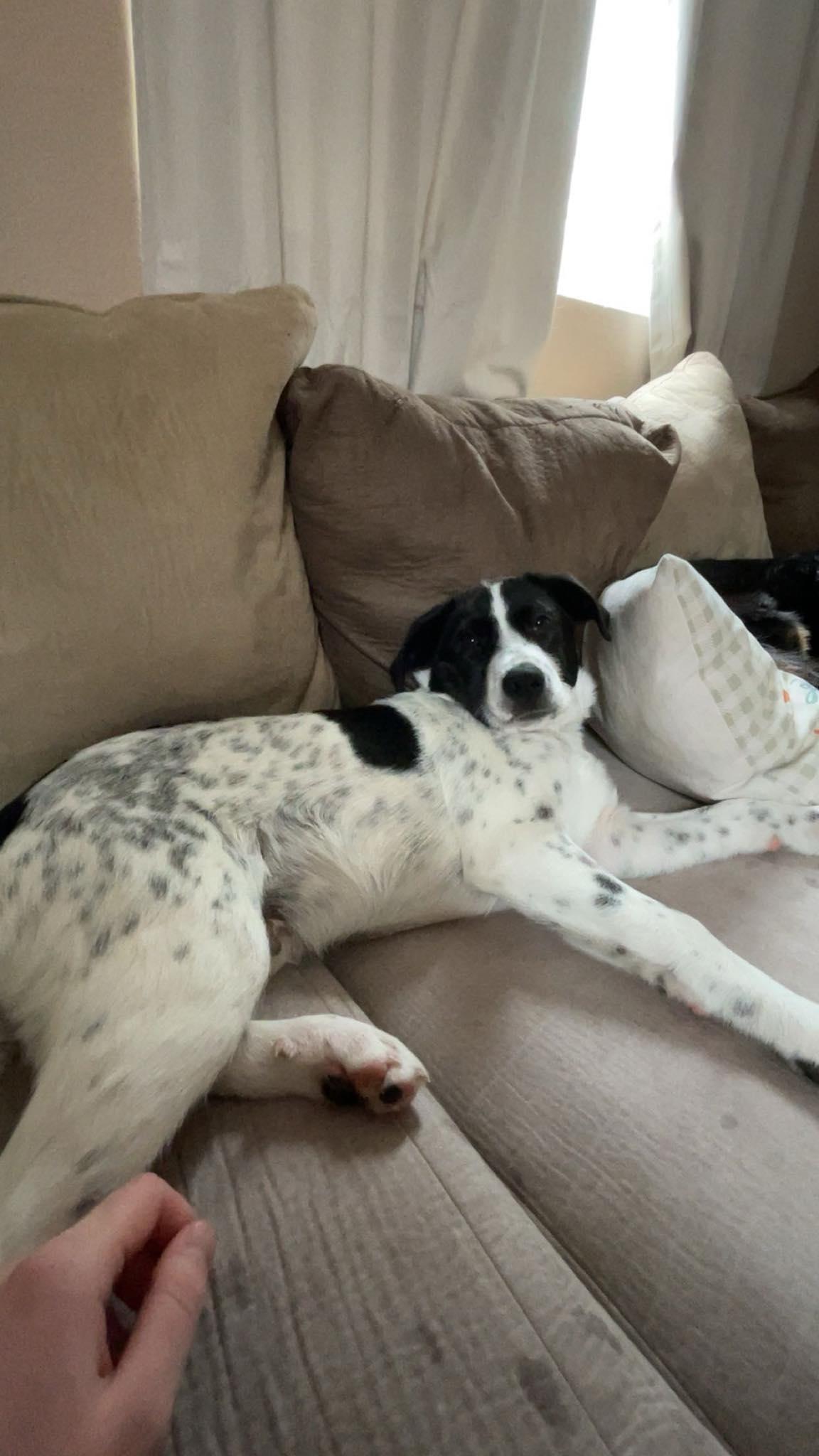 Luke, a Adoptable mixed breed in Duluth, MN image 3/3