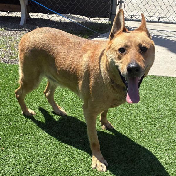 Enlarge Governess Sio Bibble (mcas), a Adoptable mixed breed in Troutdale, OR image 1/1