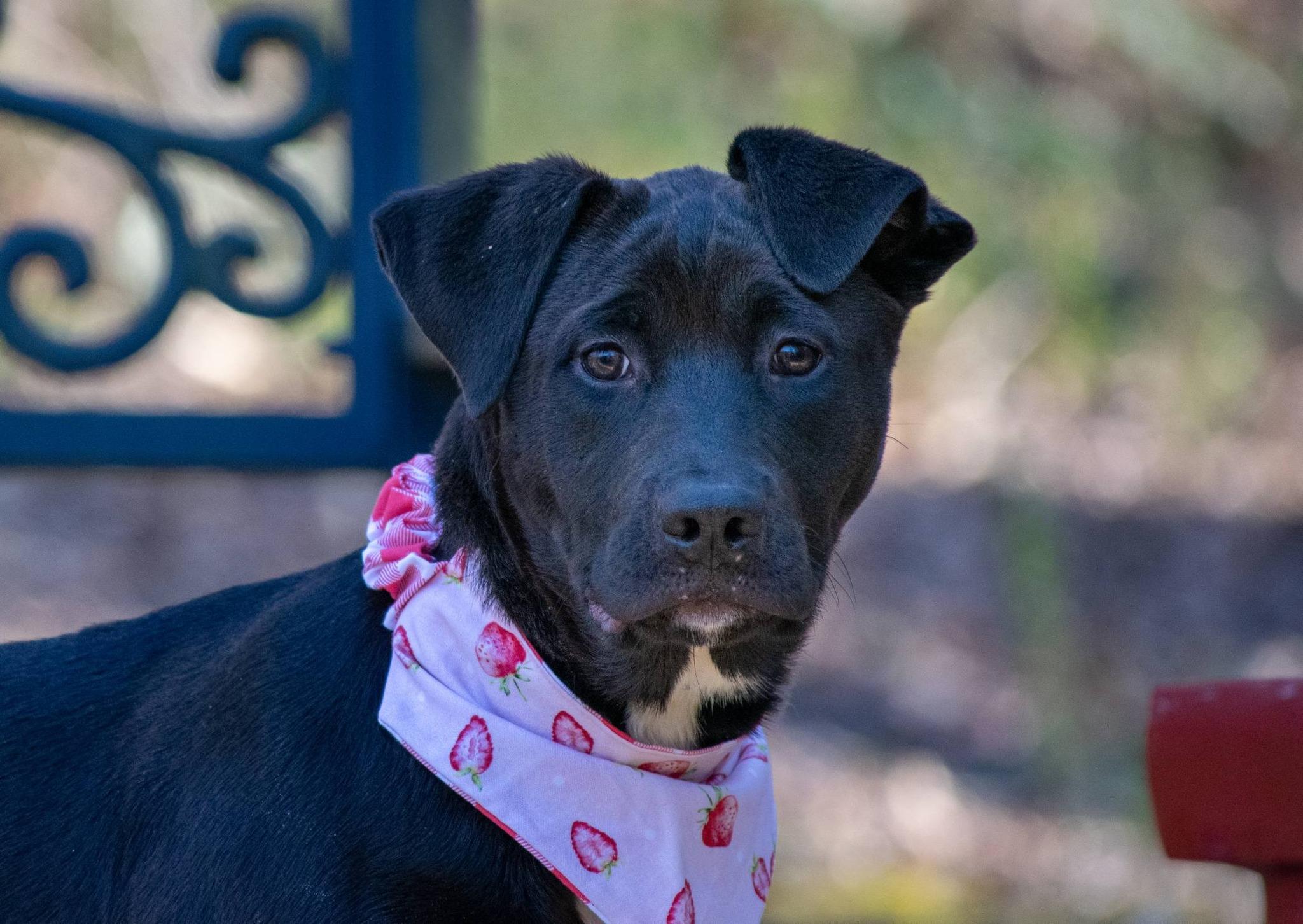 Enlarge Astra, a ADOPTABLE mixed breed in Sevierville, TN image 1/4