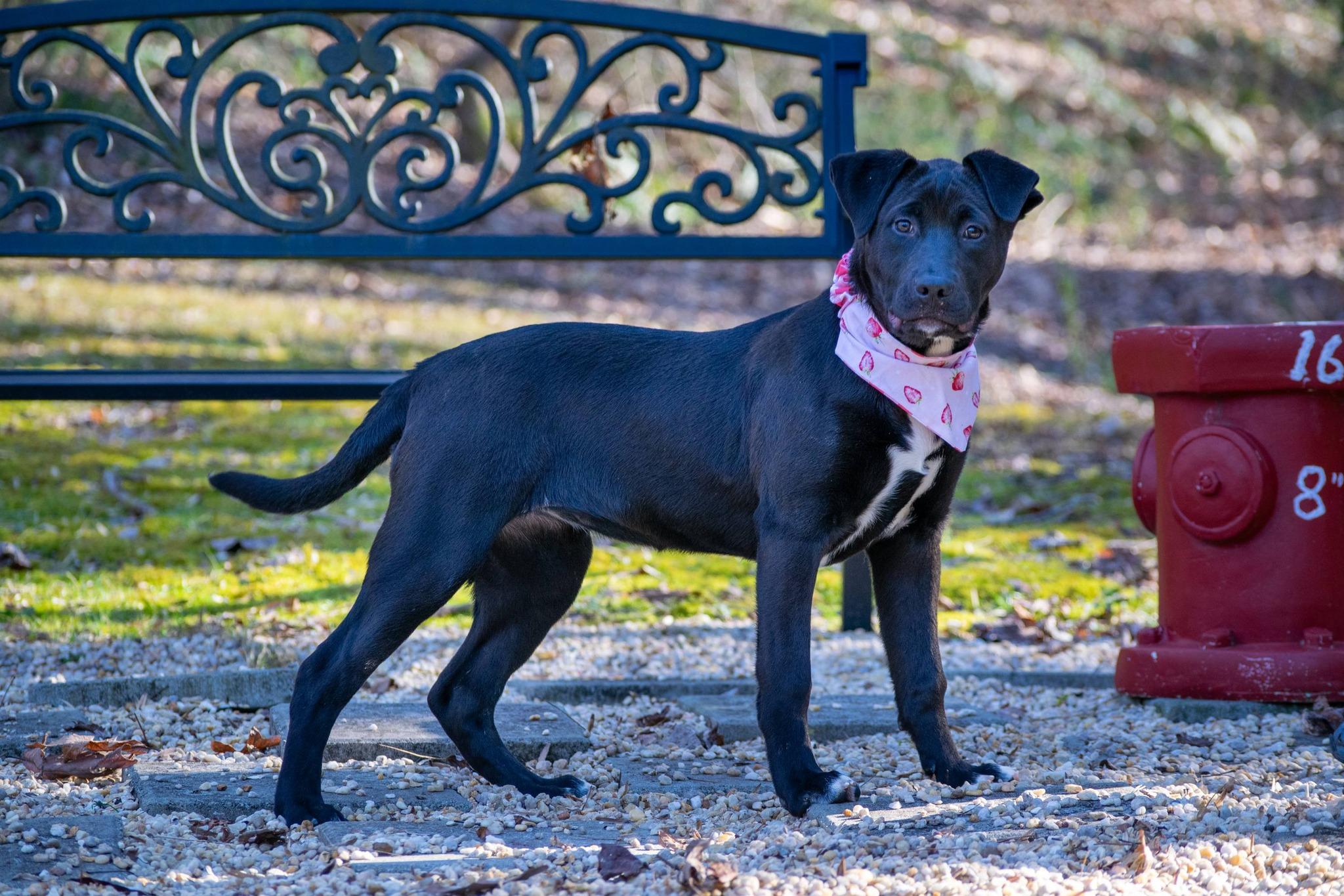Enlarge Astra, a ADOPTABLE mixed breed in Sevierville, TN image 4/4