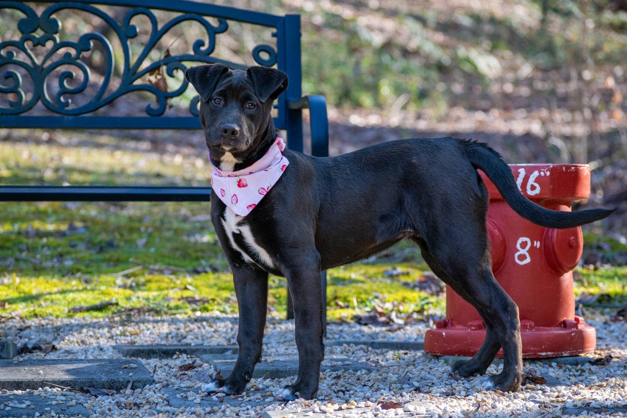 Enlarge Astra, a ADOPTABLE mixed breed in Sevierville, TN image 3/4