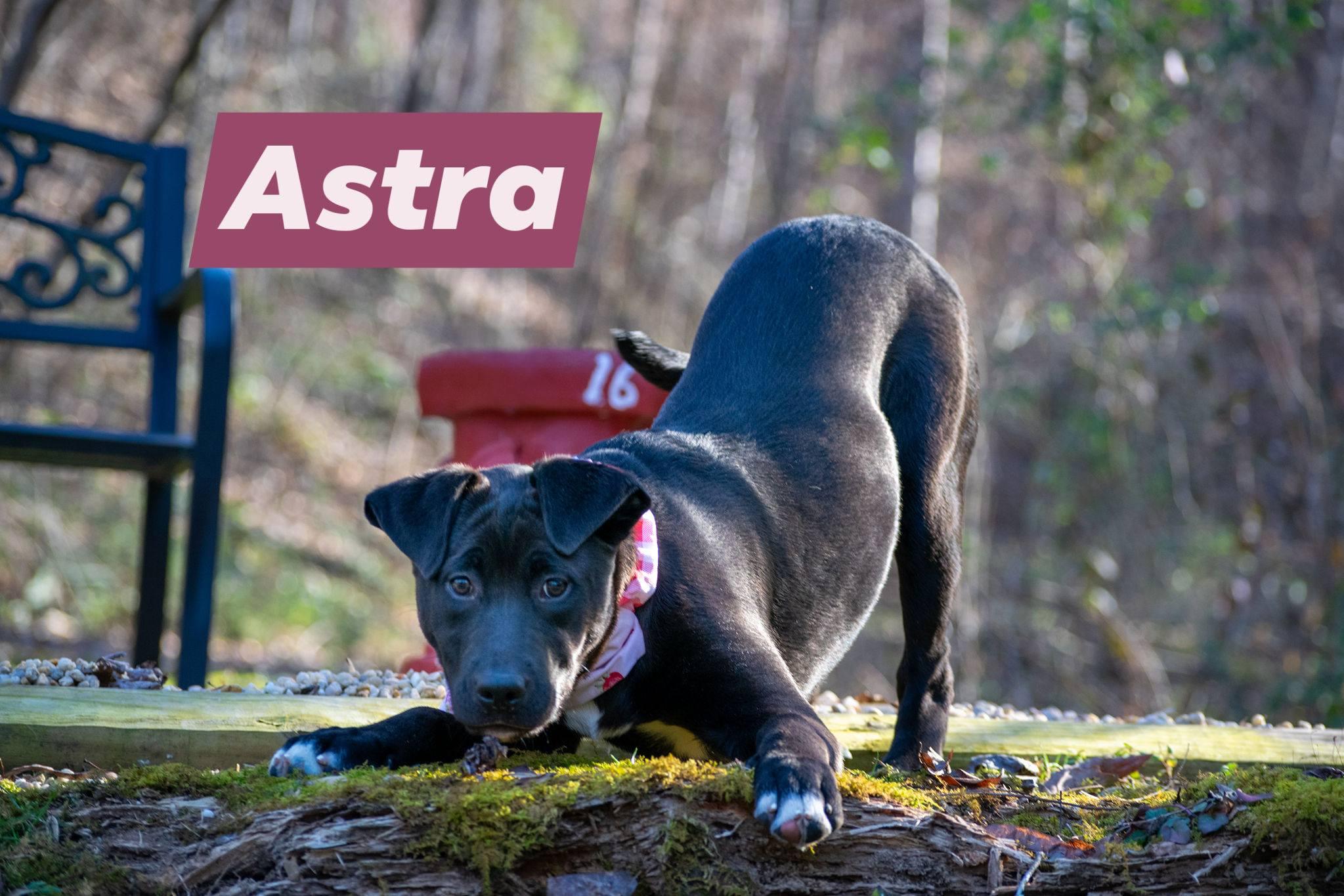 Enlarge Astra, a ADOPTABLE mixed breed in Sevierville, TN image 2/4
