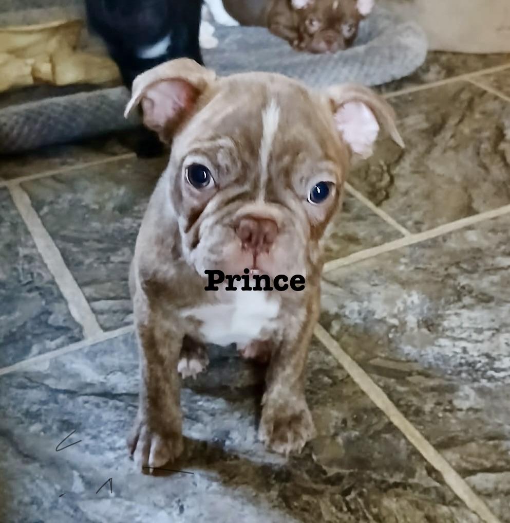 Enlarge Prince, a Adoptable mixed breed in Glenwood City, WI image 1/1