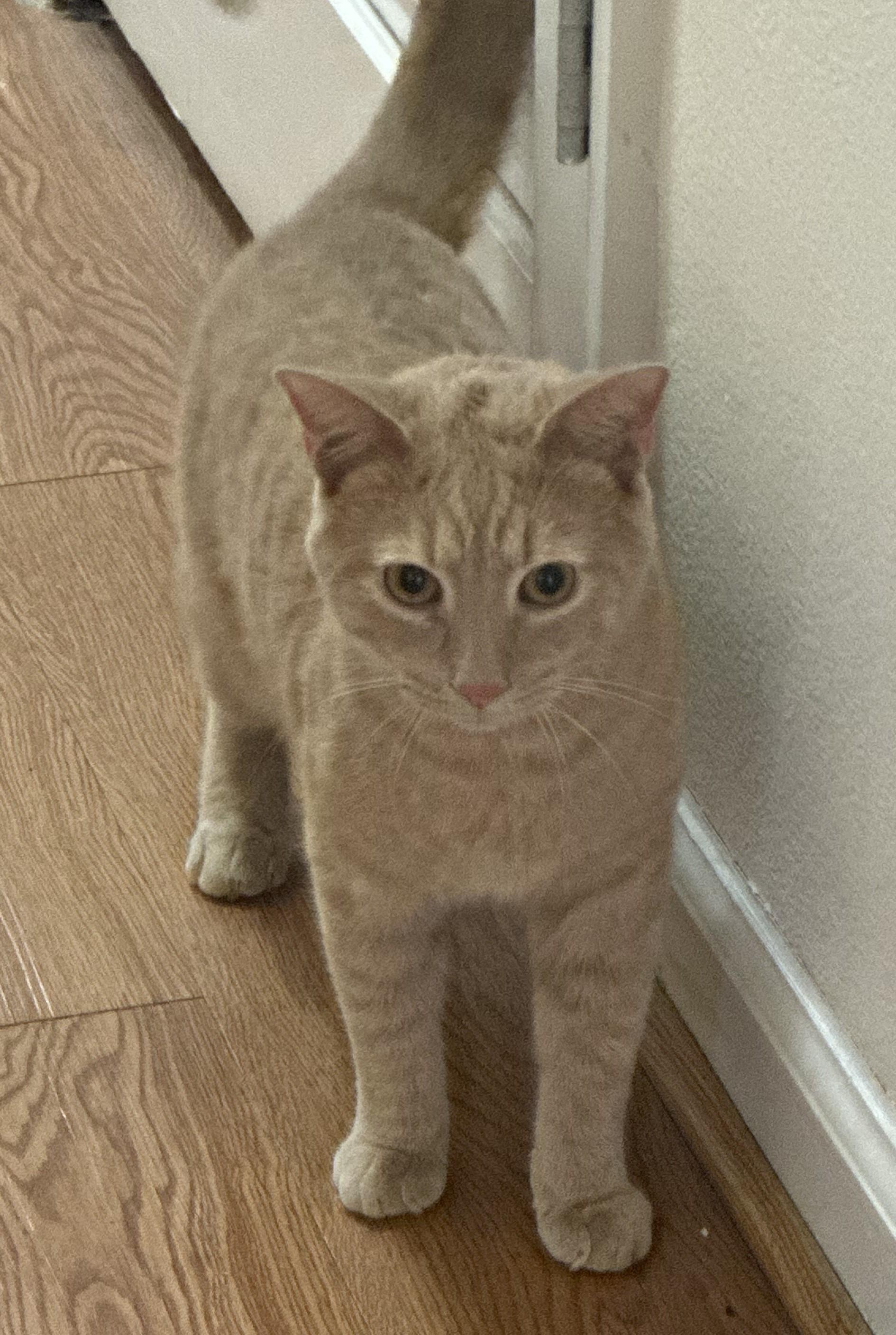 Enlarge Oliver-Your New Best Friend, a Adoptable Domestic Short Hair in Laurel, MD image 5/5