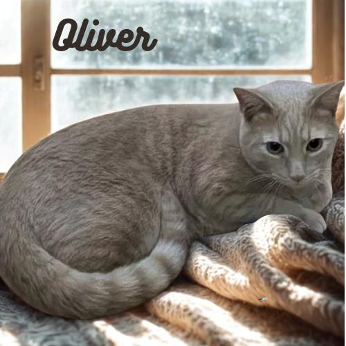 Oliver-Your New Best Friend, Adoptable, Adult Male Domestic Short Hair.