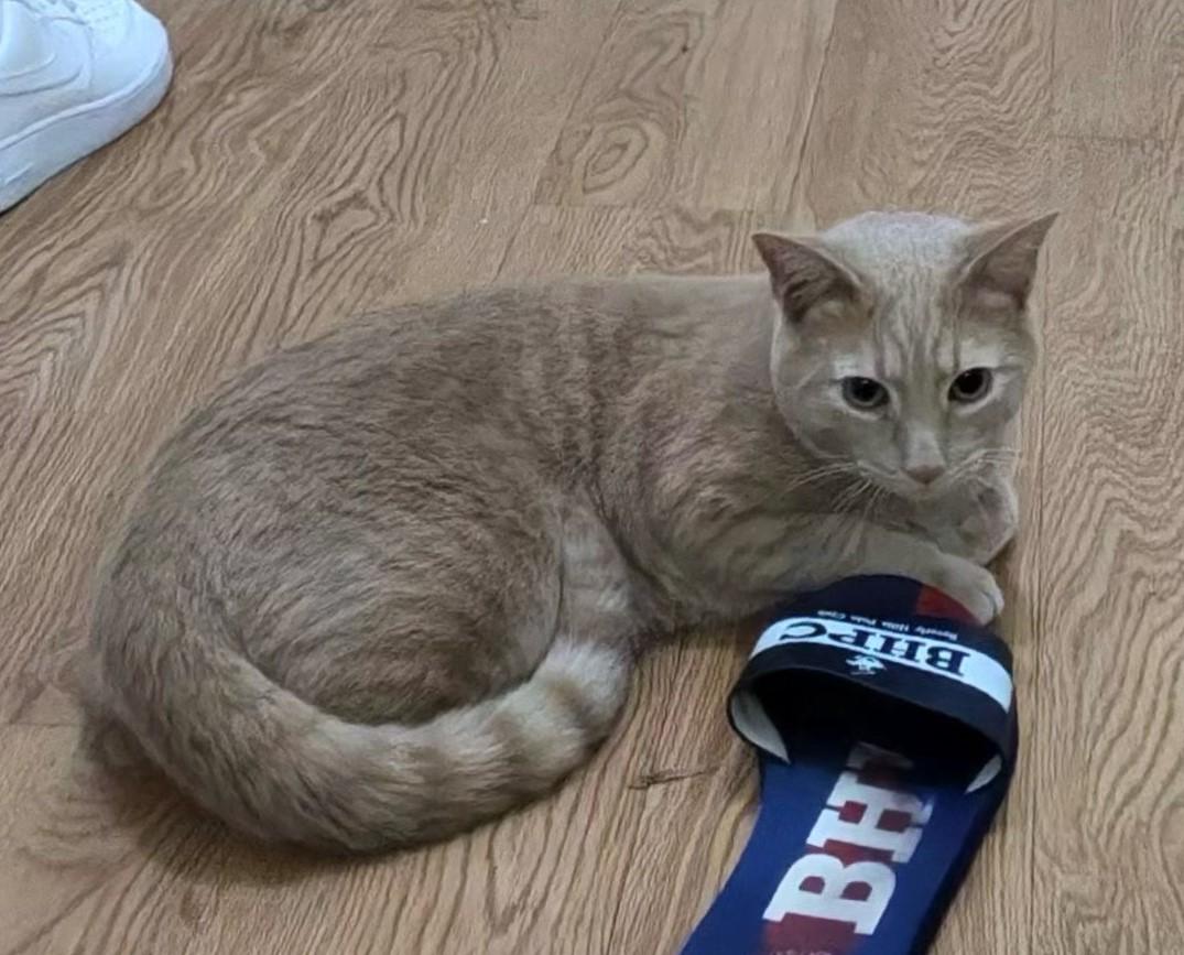 Enlarge Oliver-Your New Best Friend, a Adoptable Domestic Short Hair in Laurel, MD image 4/5