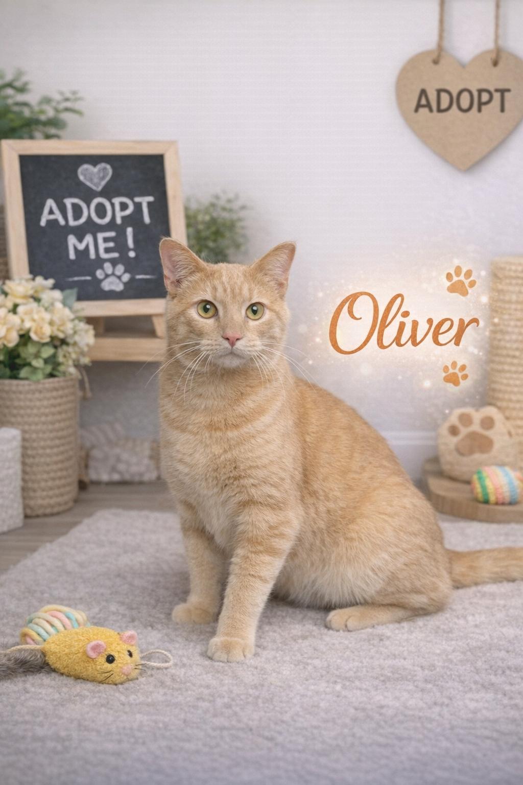 Oliver-Your New Best Friend, Adoptable, Adult Male Tiger.