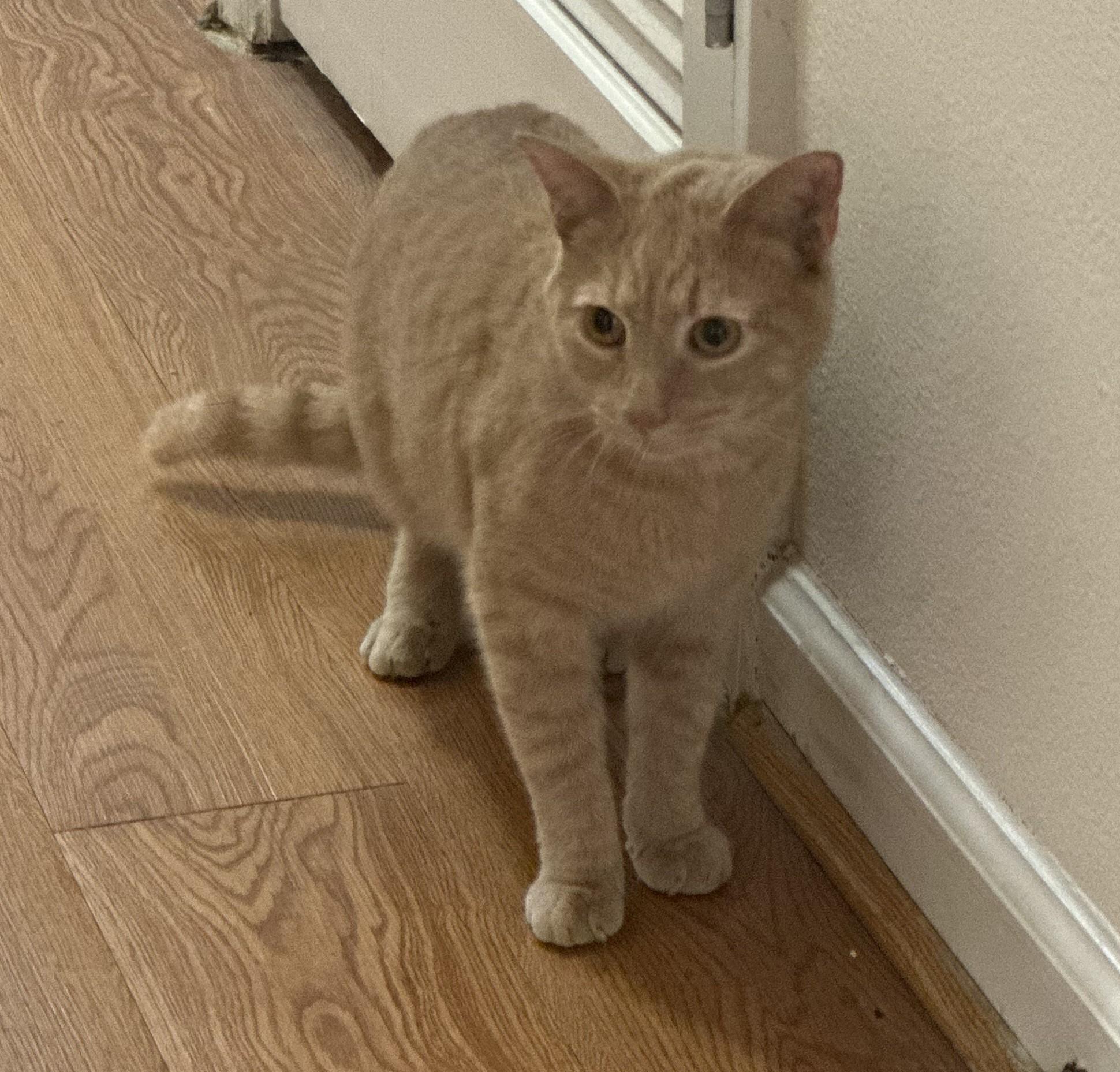 Enlarge Oliver-Your New Best Friend, a Adoptable Domestic Short Hair in Laurel, MD image 3/5