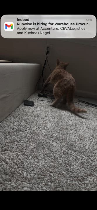 Enlarge Oliver-Your New Best Friend, a Adoptable Domestic Short Hair in Laurel, MD video 2/5