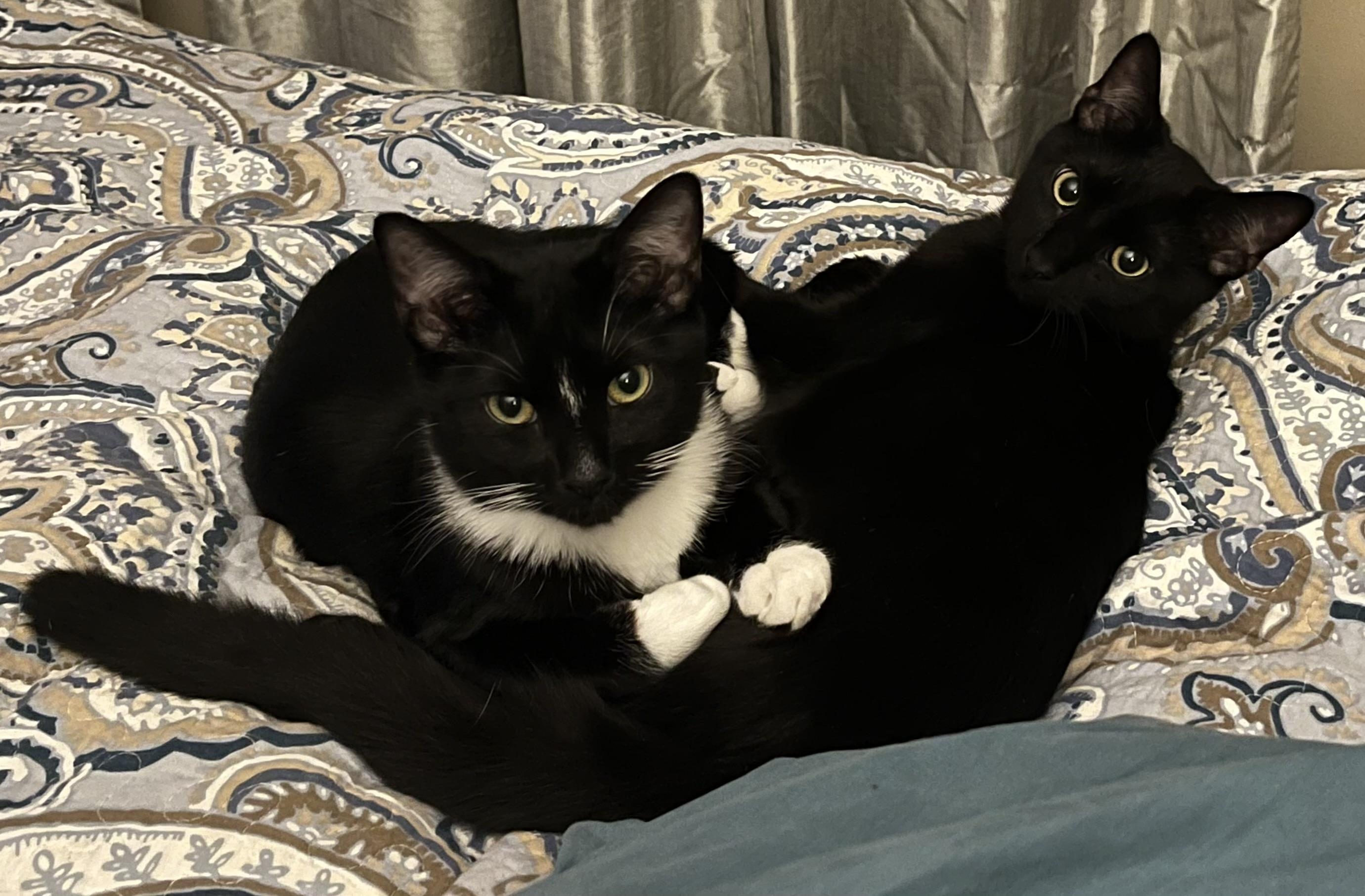 Enlarge Boots , a ADOPTABLE Domestic Short Hair in Charlotte, NC image 2/3