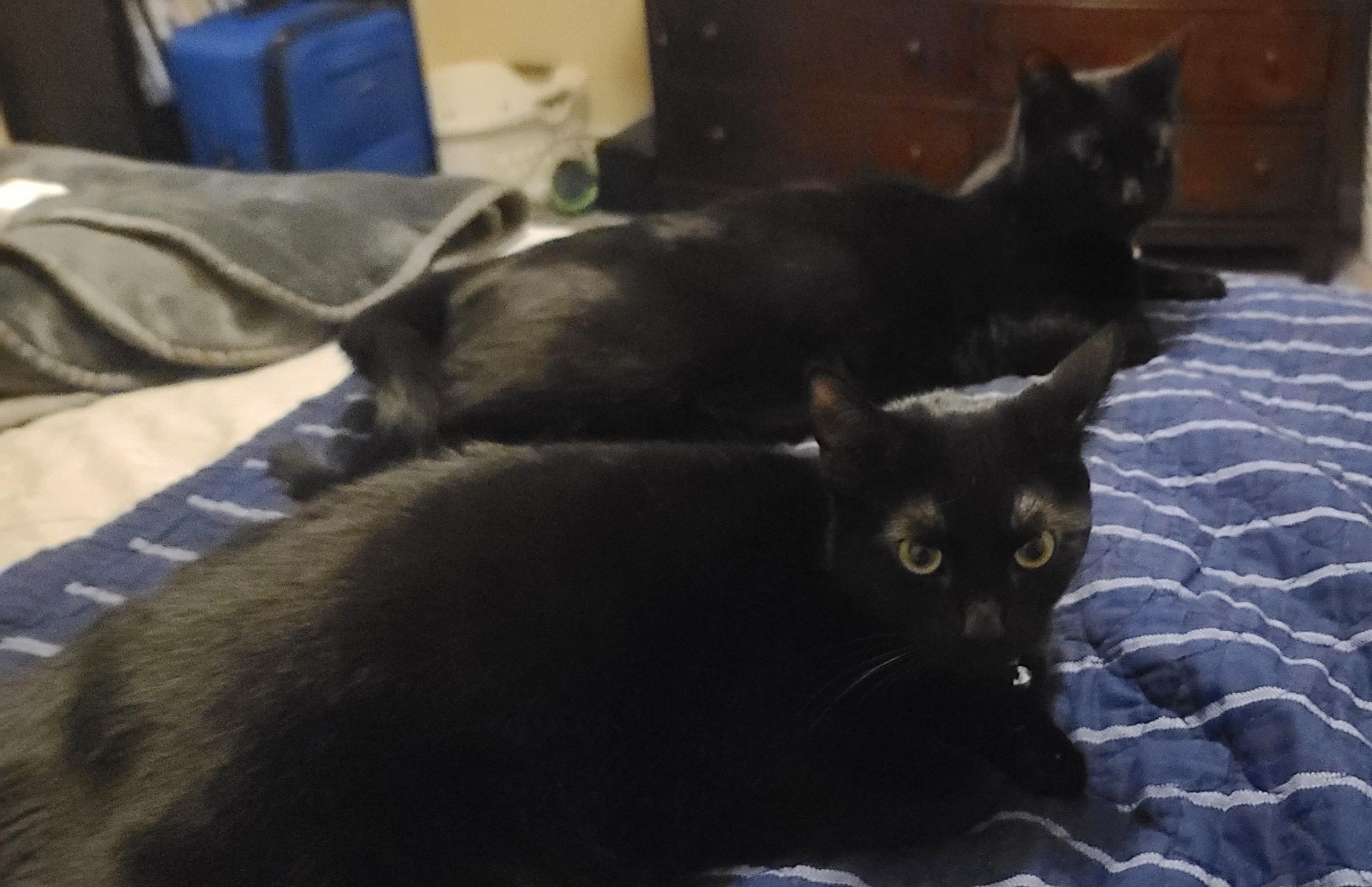 Enlarge Boots , a ADOPTABLE Domestic Short Hair in Charlotte, NC image 1/3