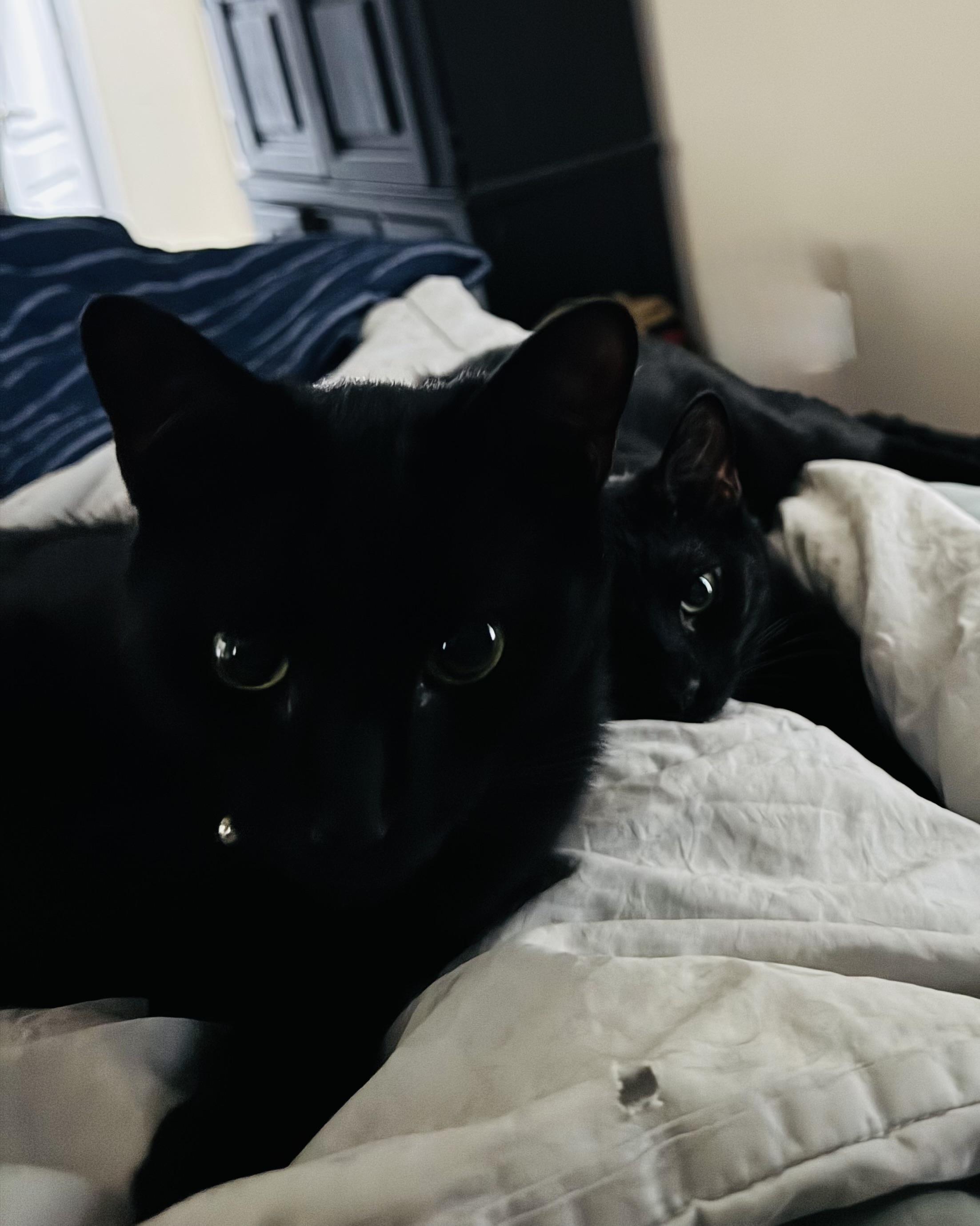 Enlarge Boots , a ADOPTABLE Domestic Short Hair in Charlotte, NC image 3/3