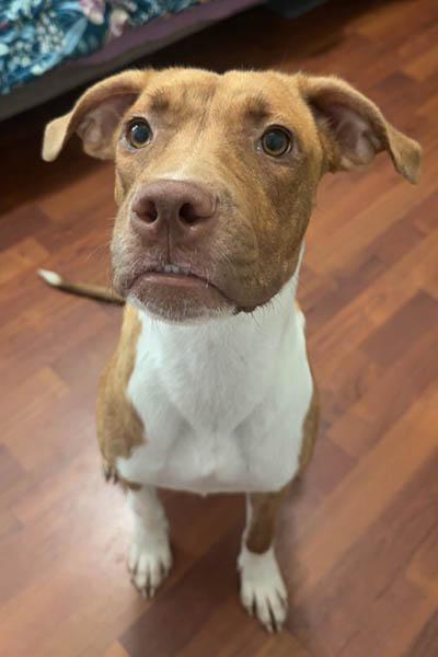 Enlarge Mavis, a Adopted mixed breed in Lexington, SC image 2/3