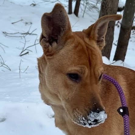 Tami, adopted, Puppy Female Labrador Retriever.