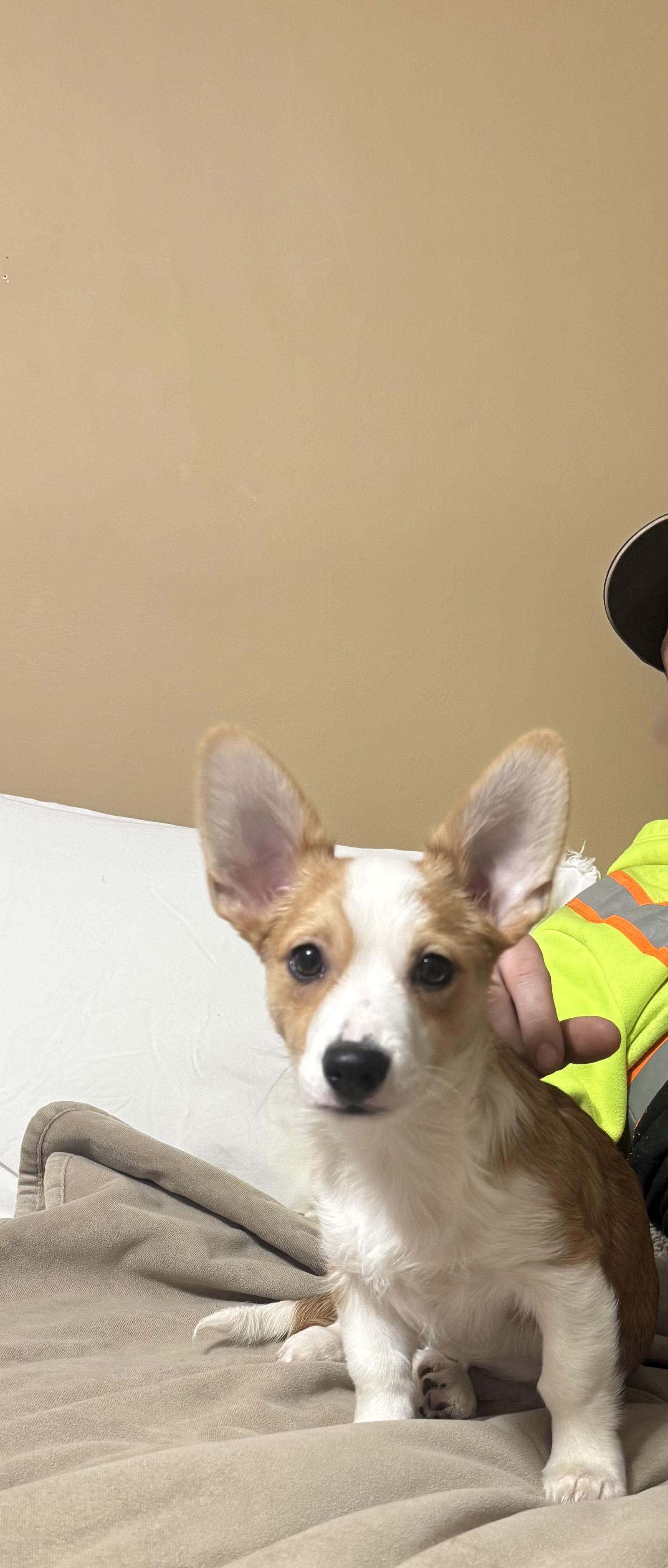 Enlarge Rusty, a Adopted Corgi in Cuyahoga Falls, OH image 1/3