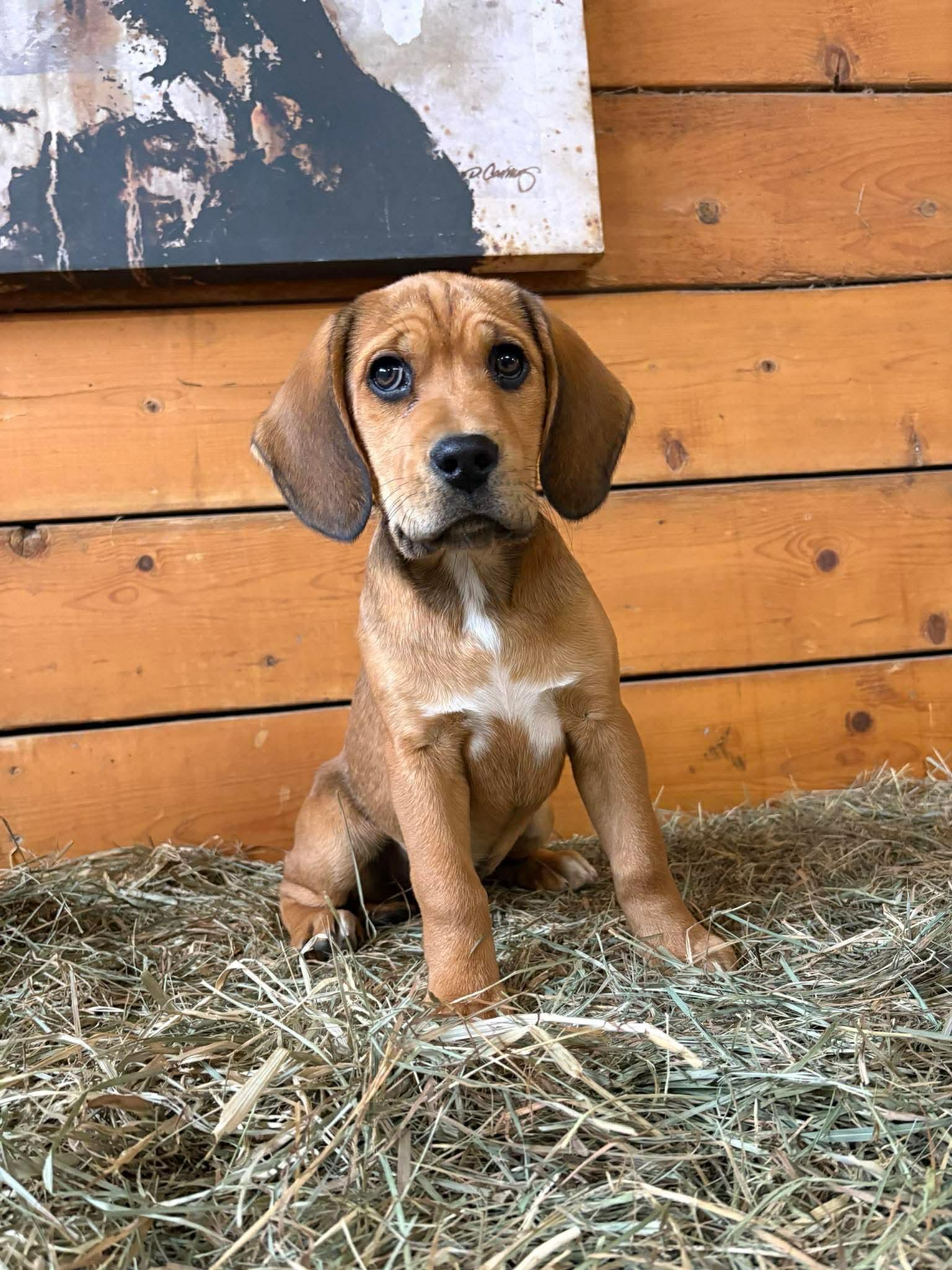 Mia, a Adoptable mixed breed in Winnipeg, MB image 1/4