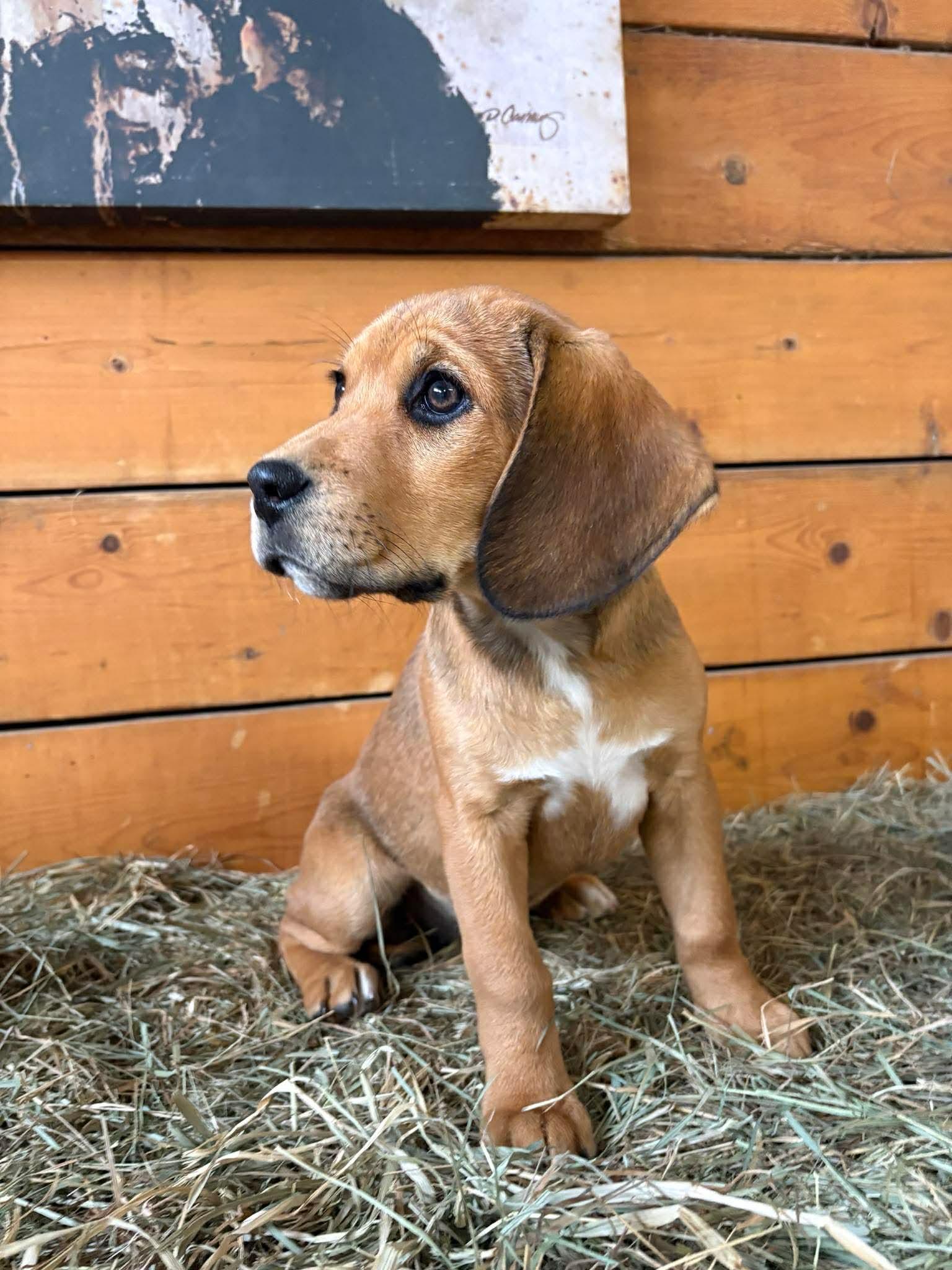 Mia, a Adoptable mixed breed in Winnipeg, MB image 2/4