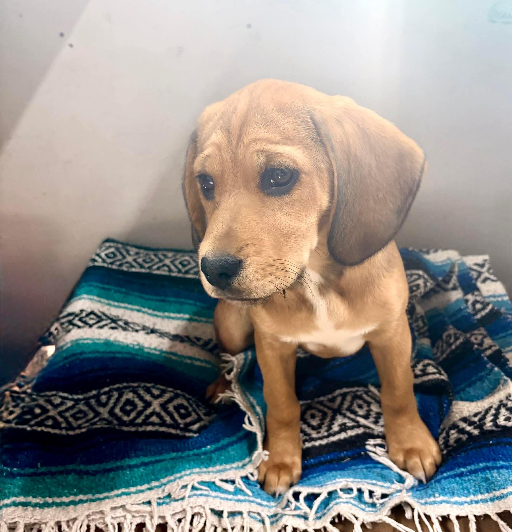 Mia, a Adoptable mixed breed in Winnipeg, MB image 4/4