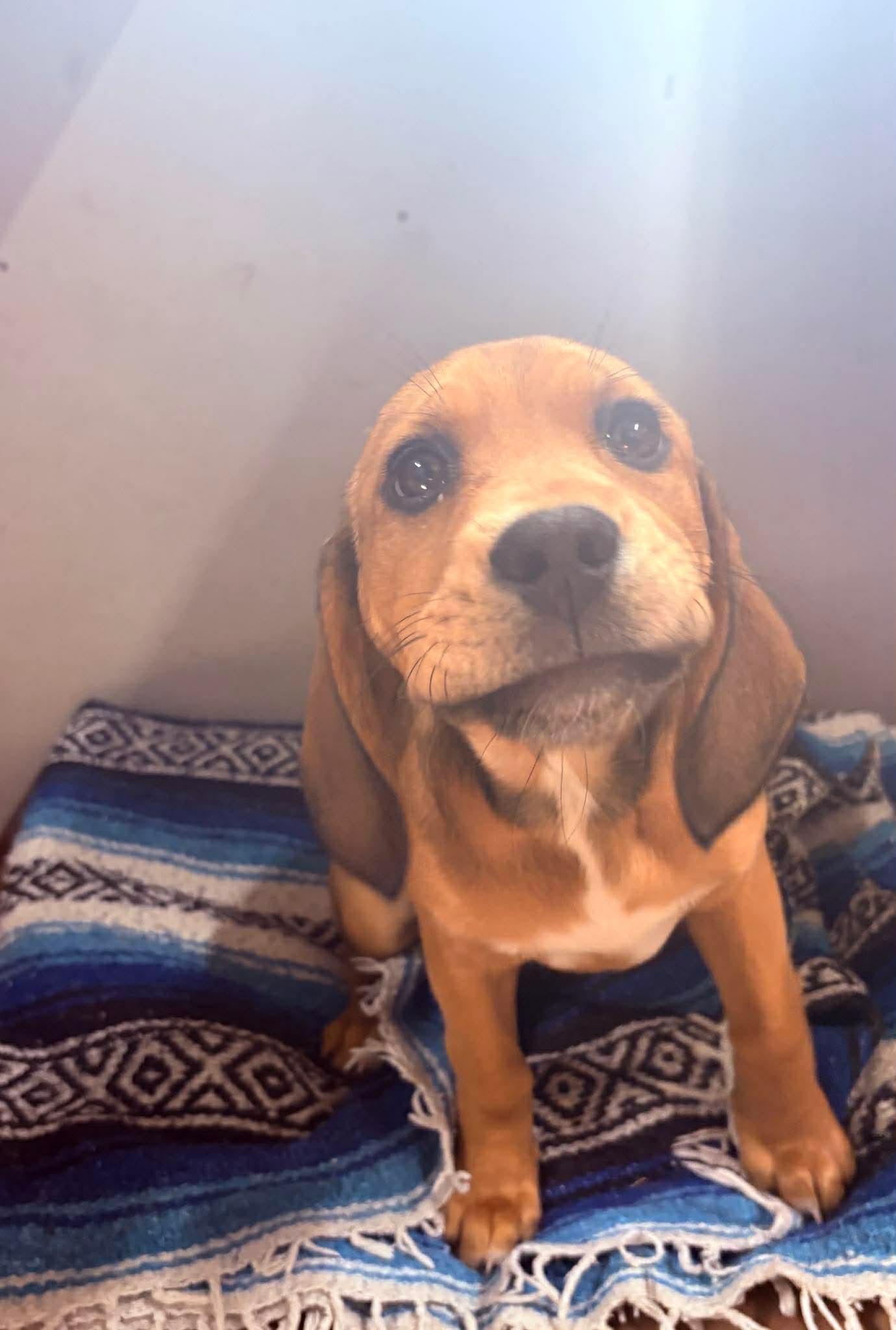 Mia, a Adoptable mixed breed in Winnipeg, MB image 3/4